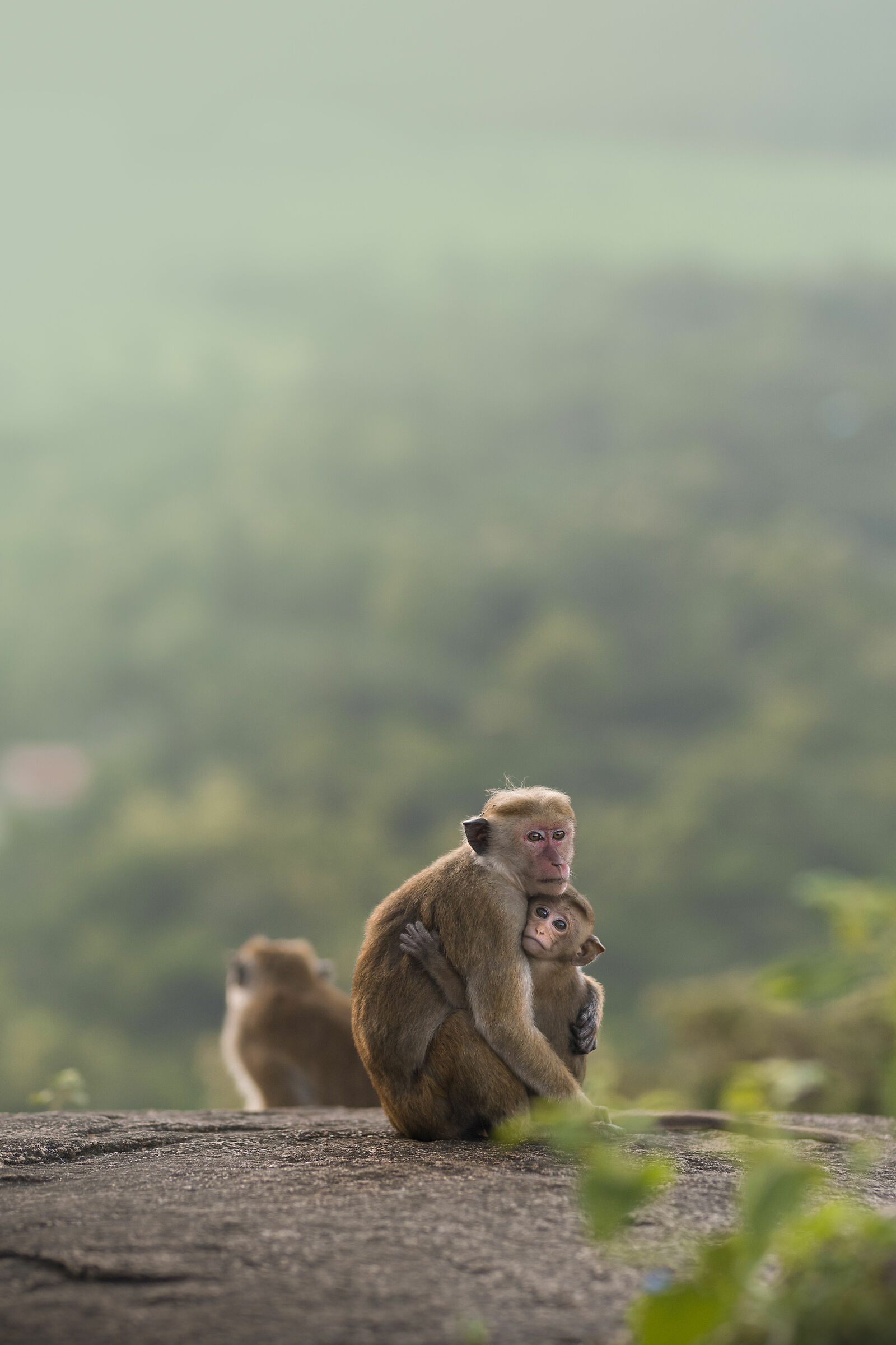 Monkeys at dawn...