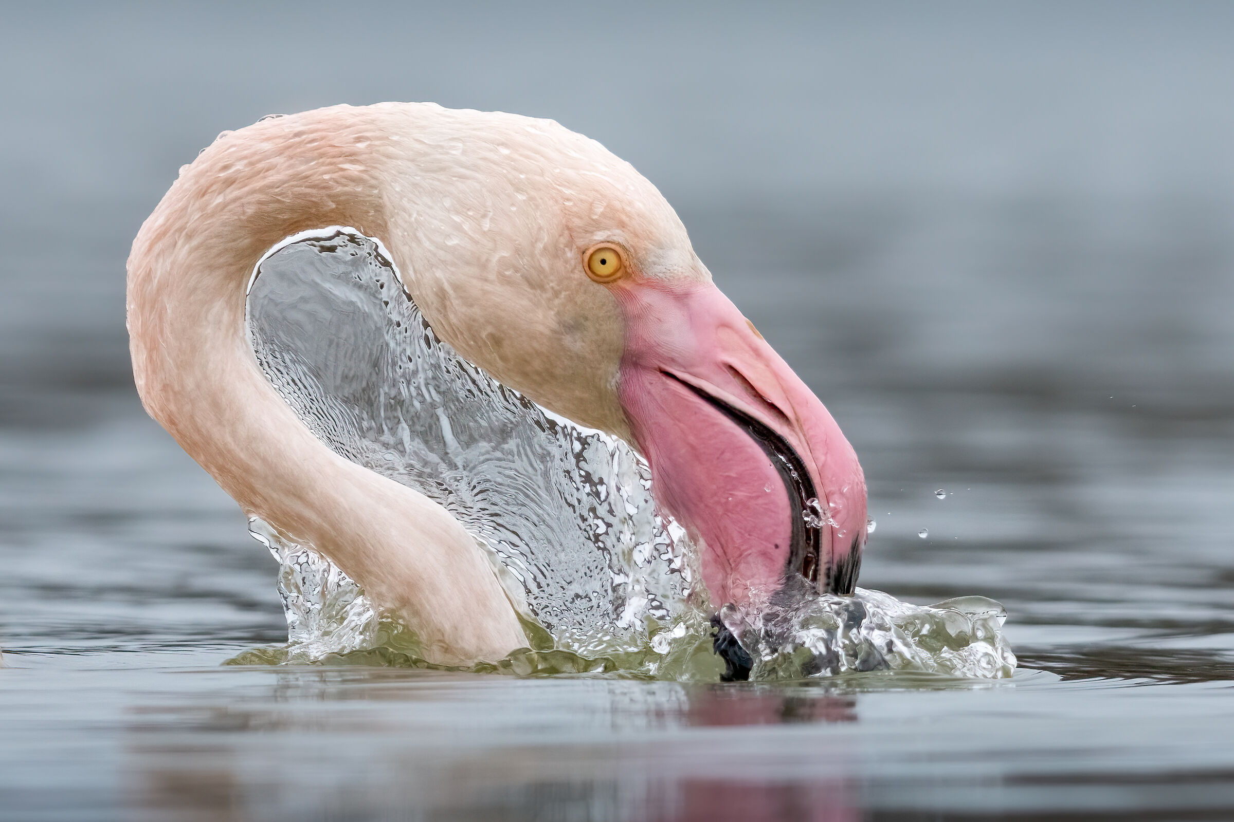 Flamingo (Phoenicopterus roseus)...