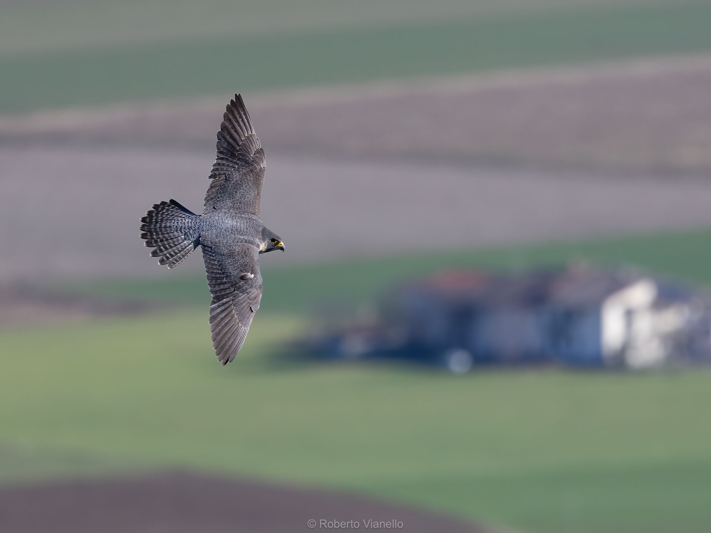 Falco pellegrino F. (Falco peregrinus)...