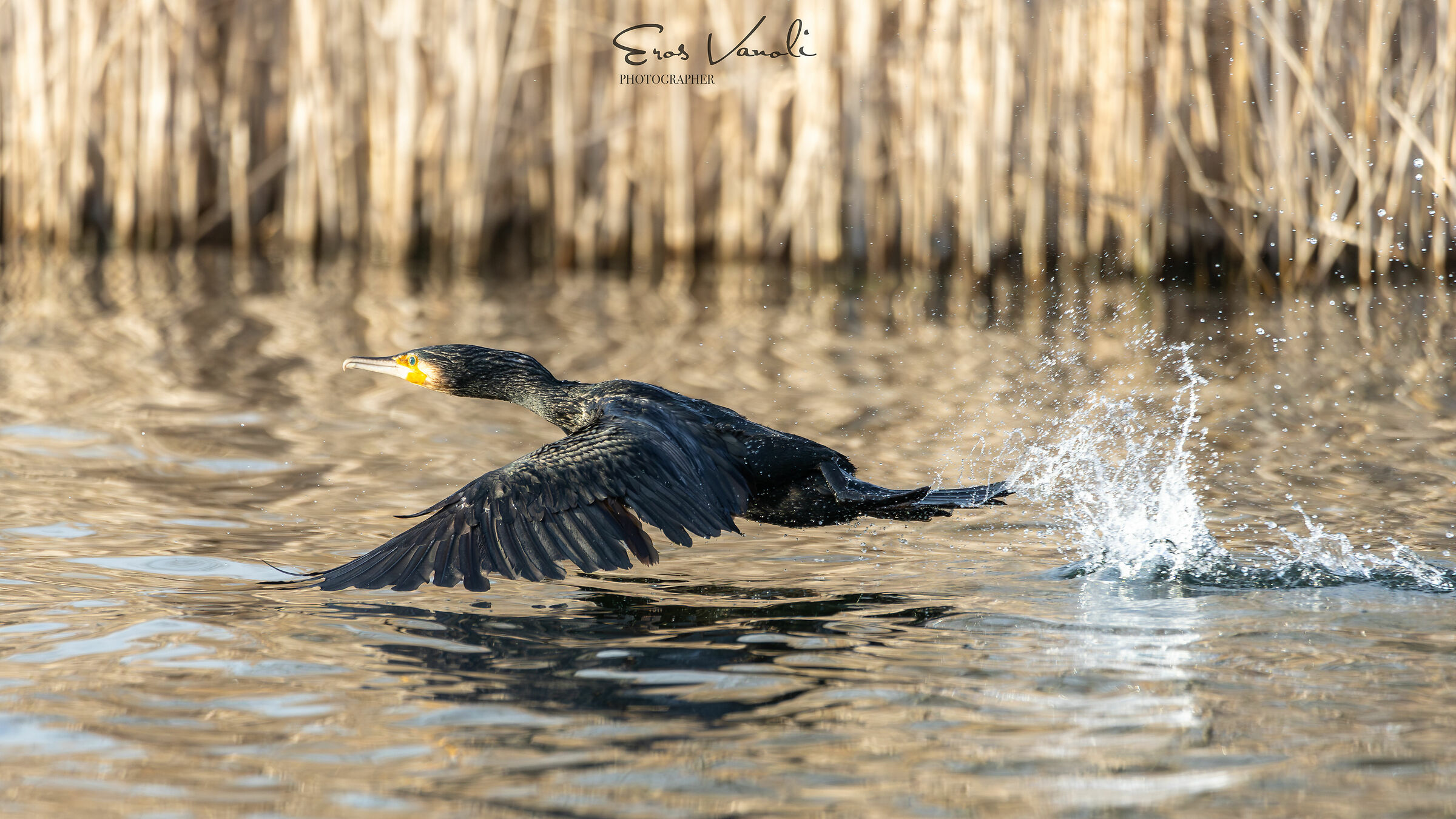 Cormorant taking off...