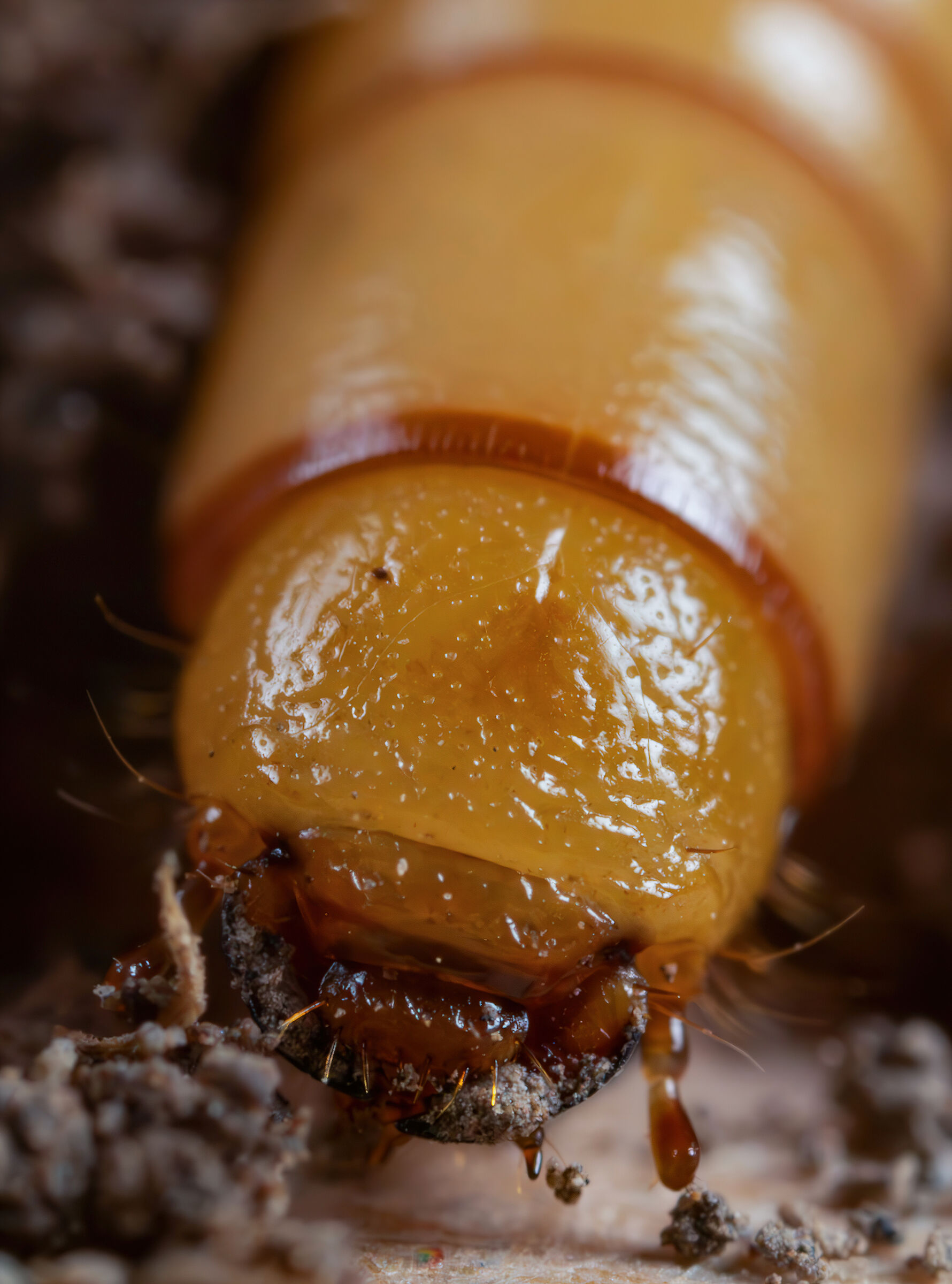 Larva di Tenebrionidae sp....