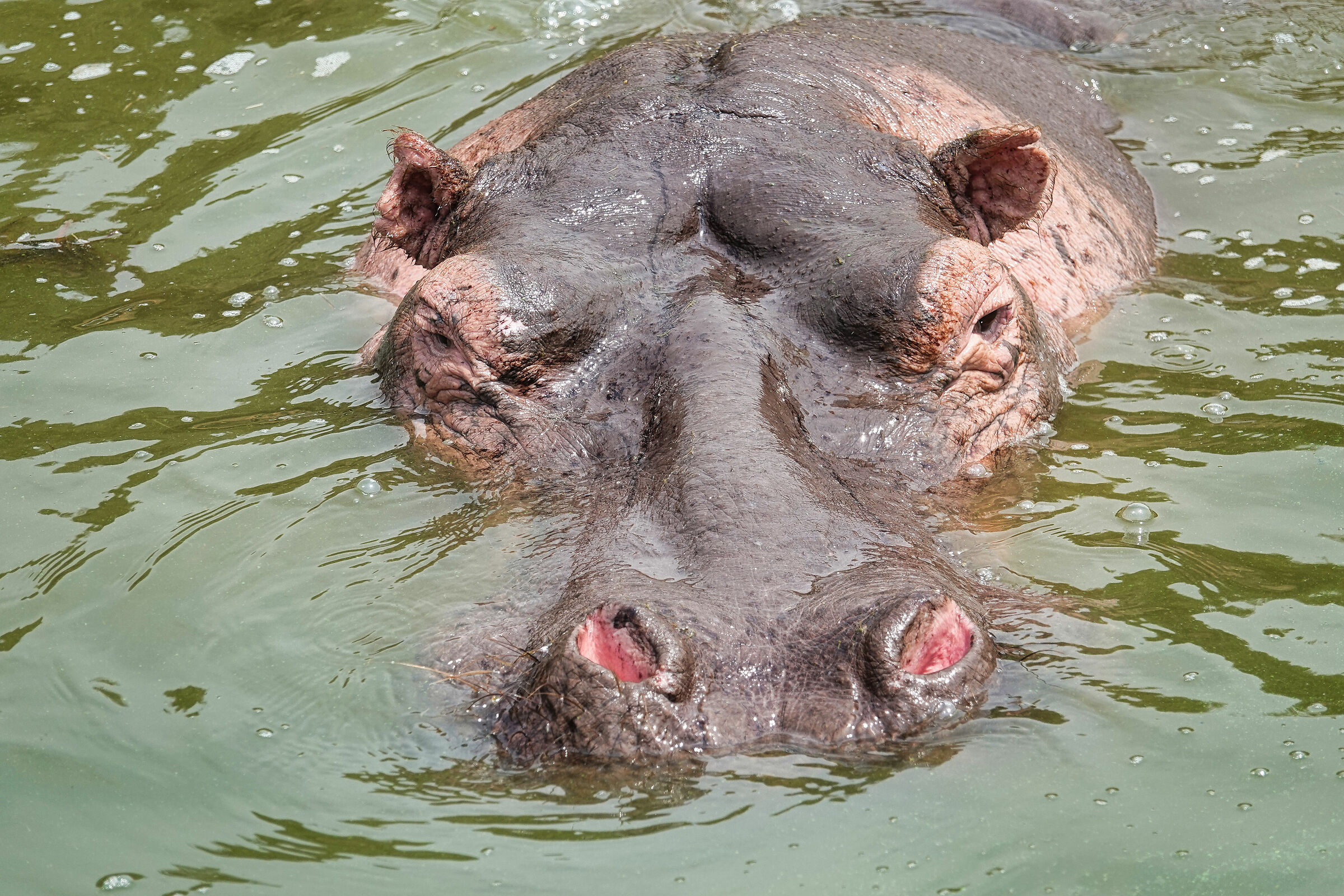 Hippopotamus...