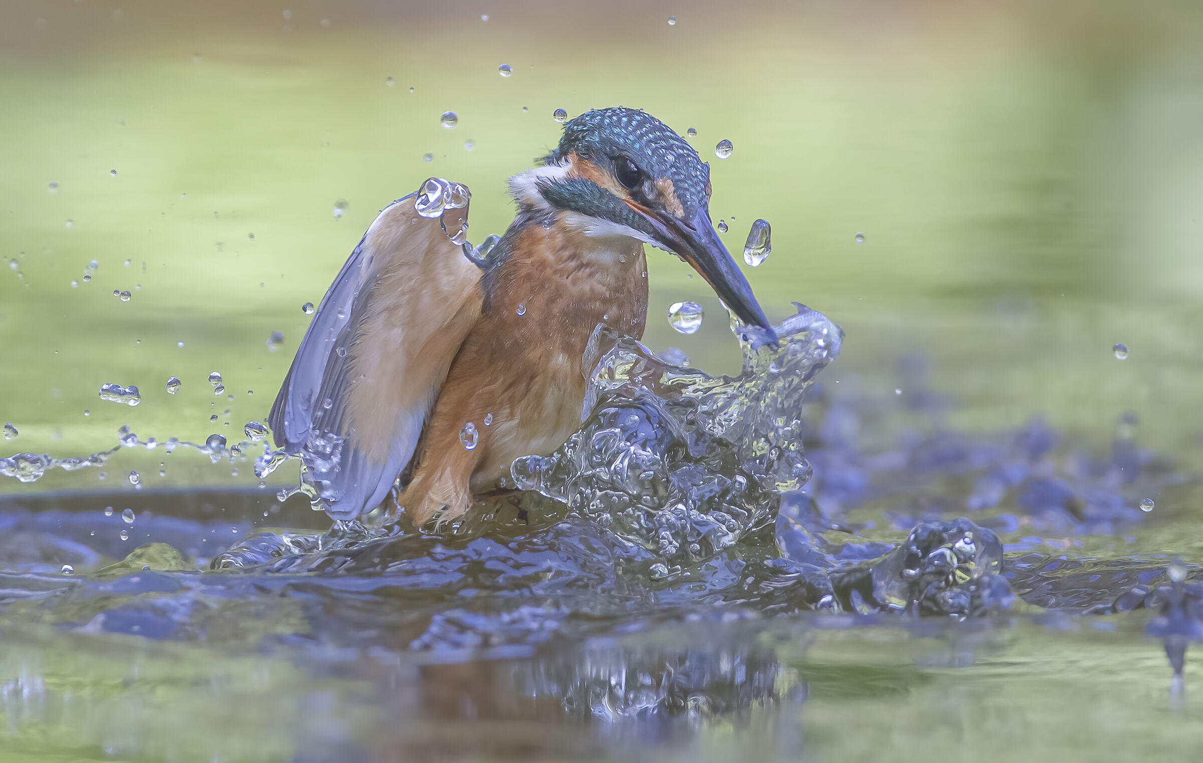 The ascent of the kingfisher...