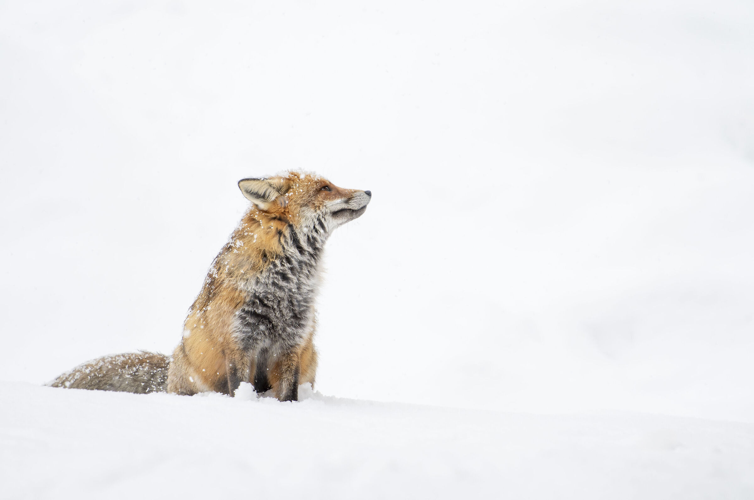 The Fox and the Snow...