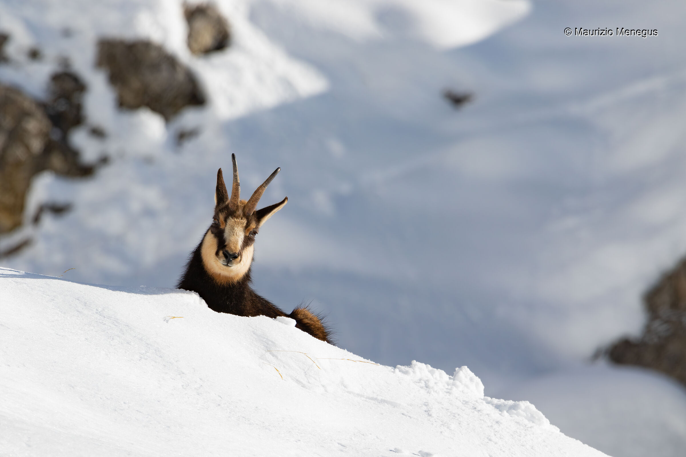 The chamois rests in the snow...