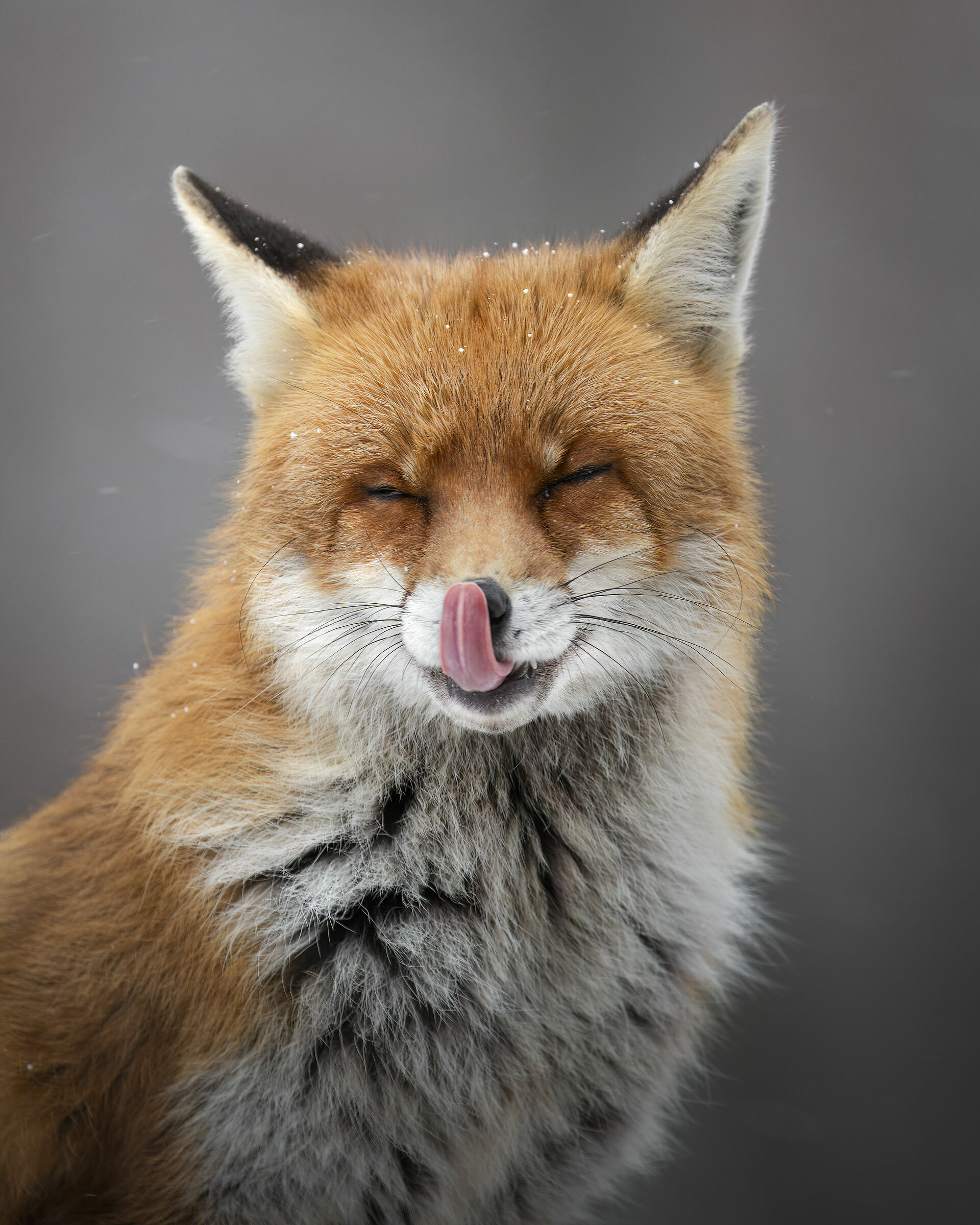 Mischievous Fox...