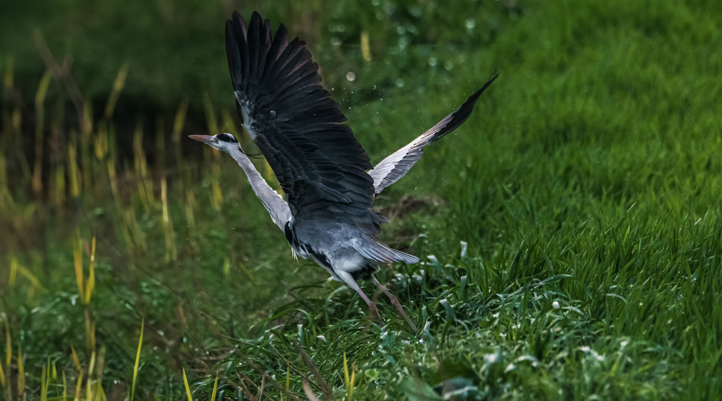 Grey Heron and its wing extension....