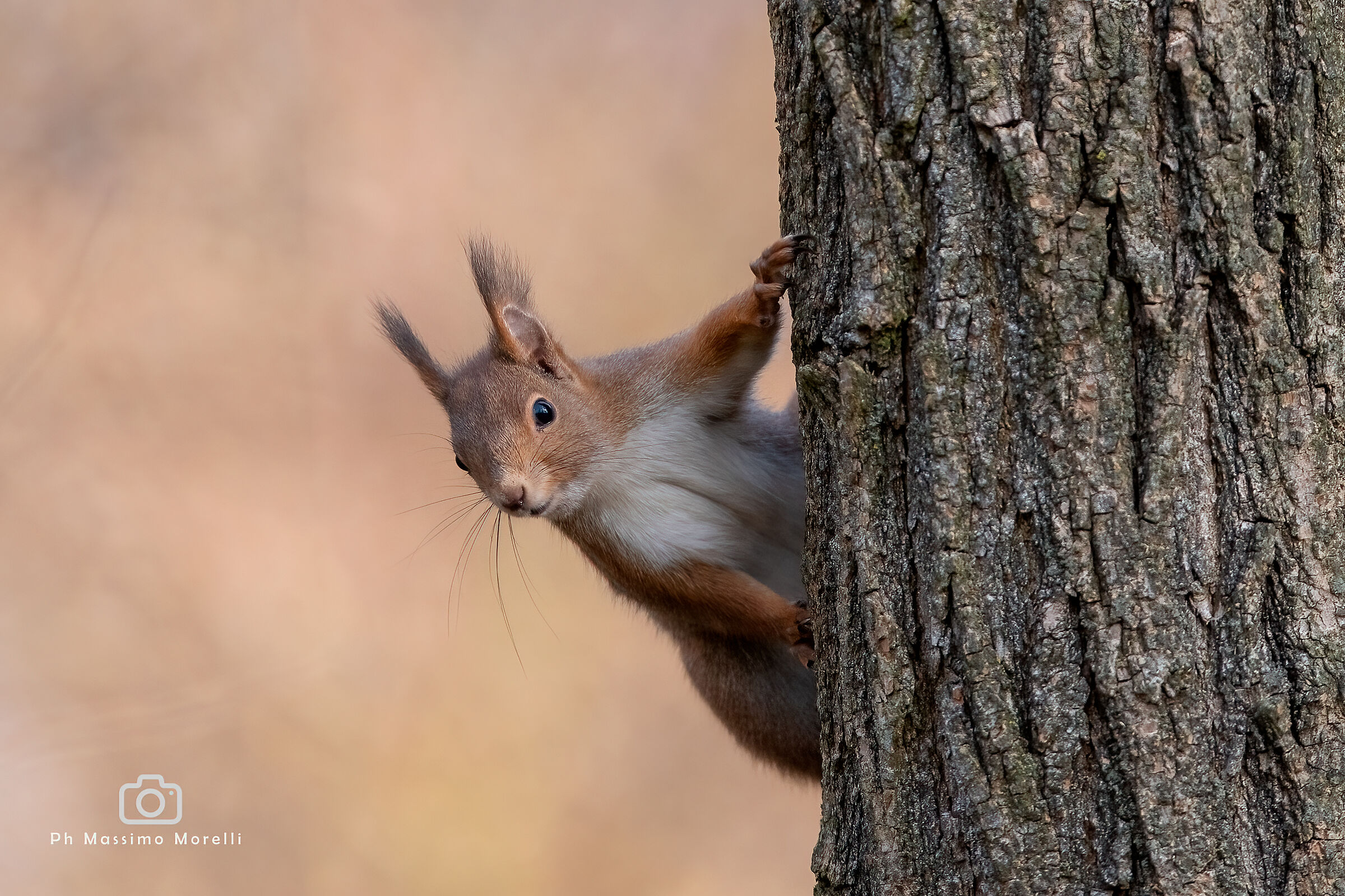 Curious Squirrel...