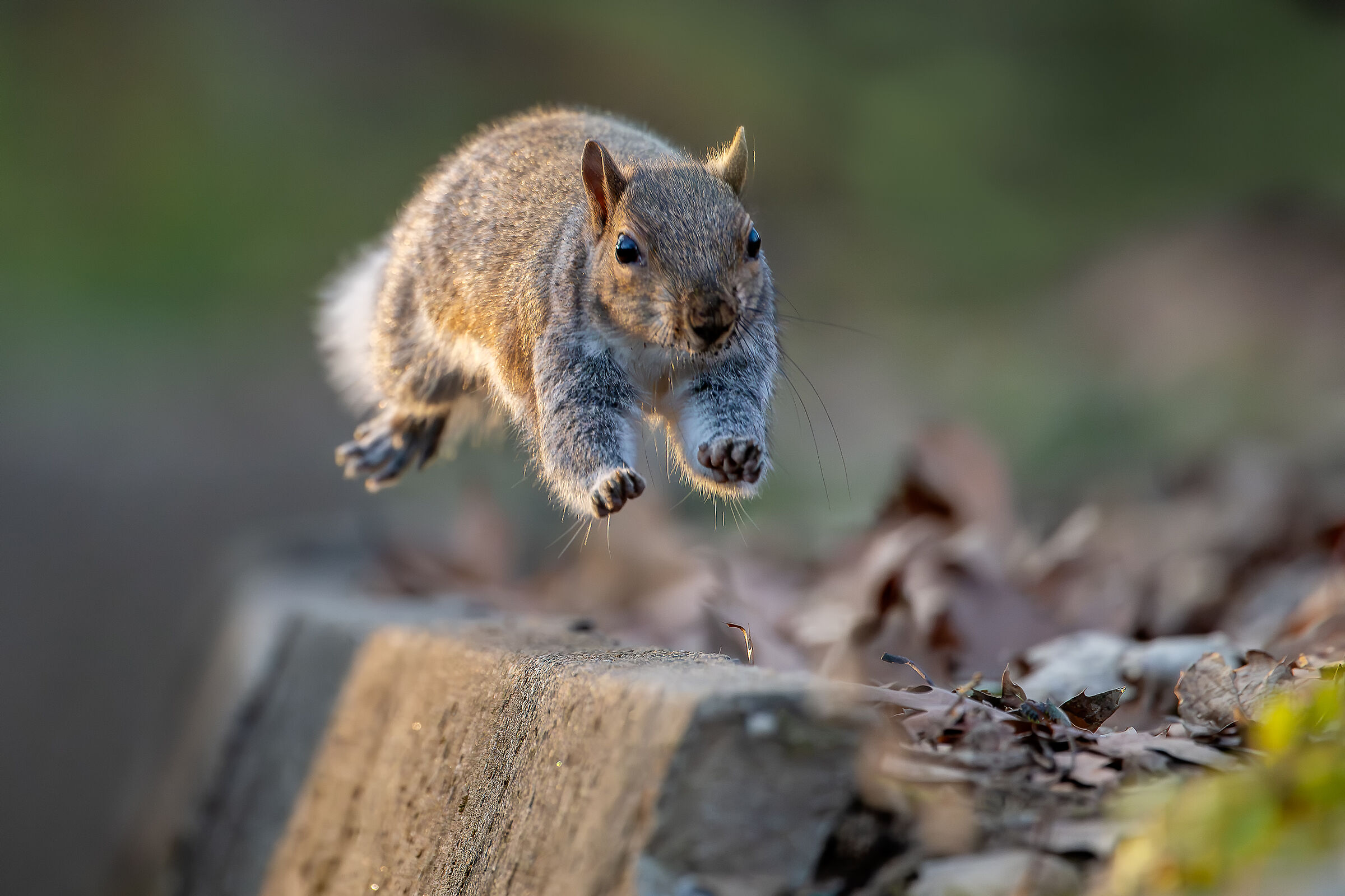Squirrel "a little jump"...