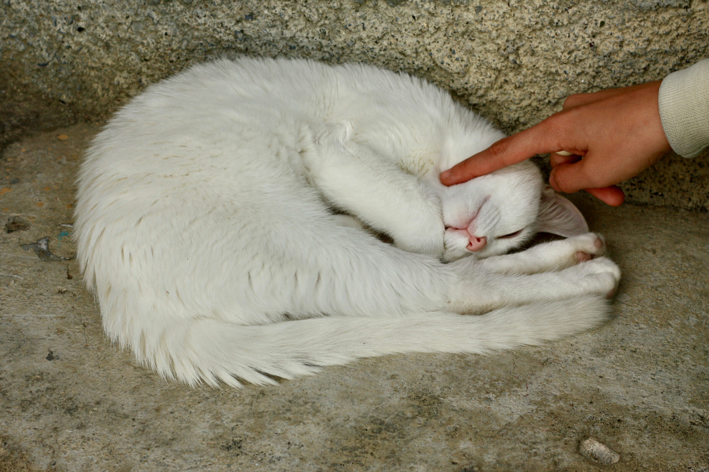 Gattino bianco...