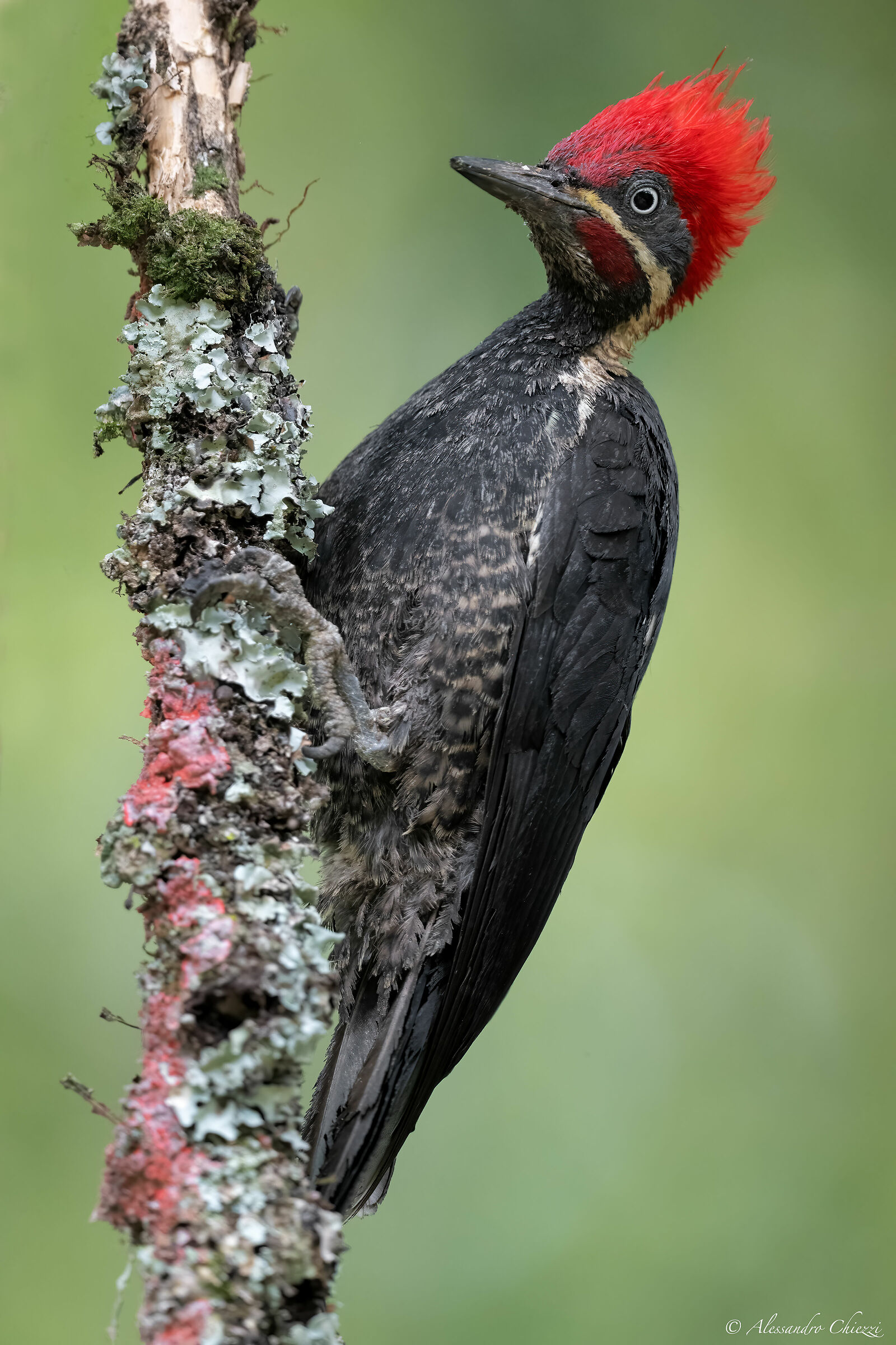 Lined woodpecker...