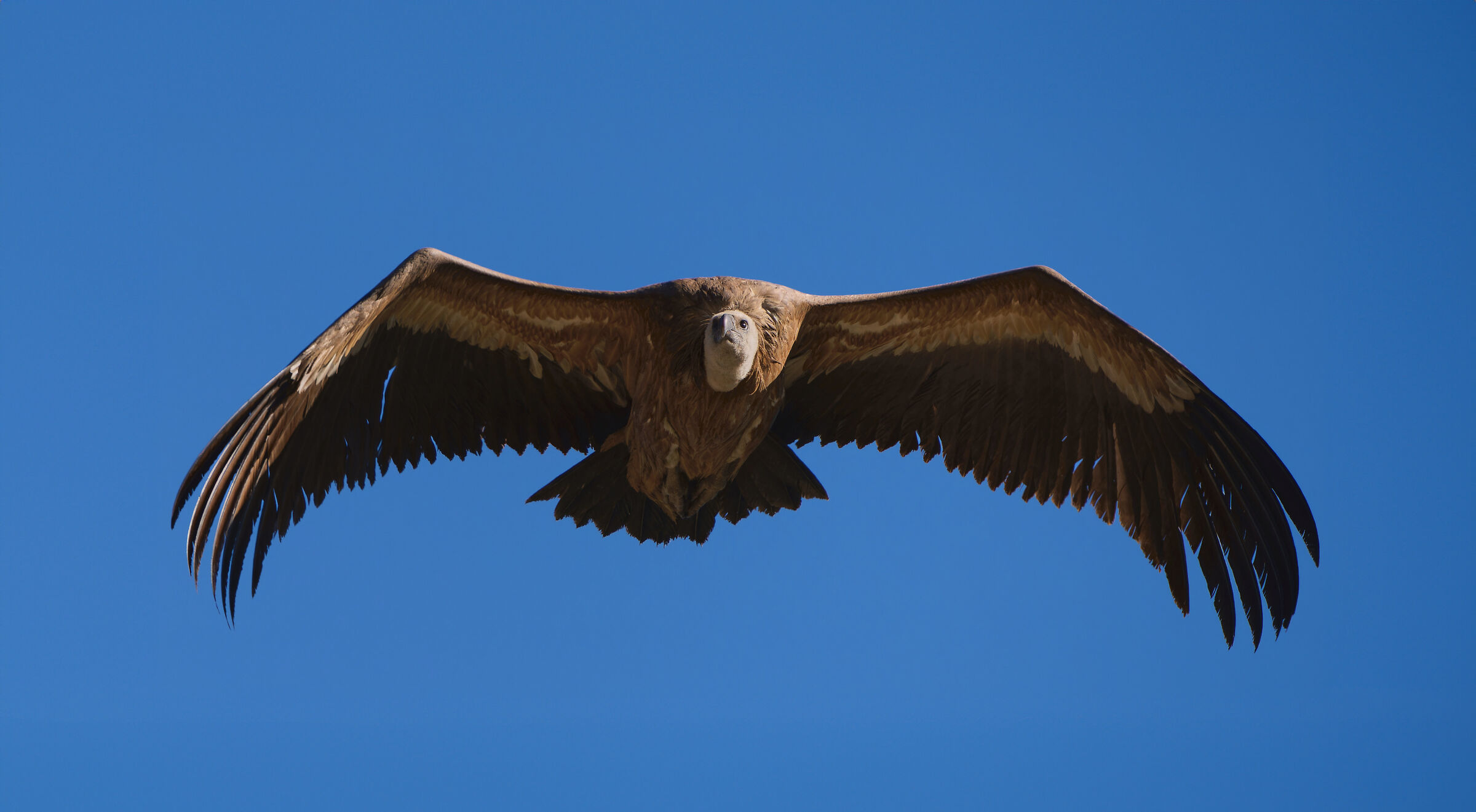 Eurasian Griffon Vulture- fulvus...