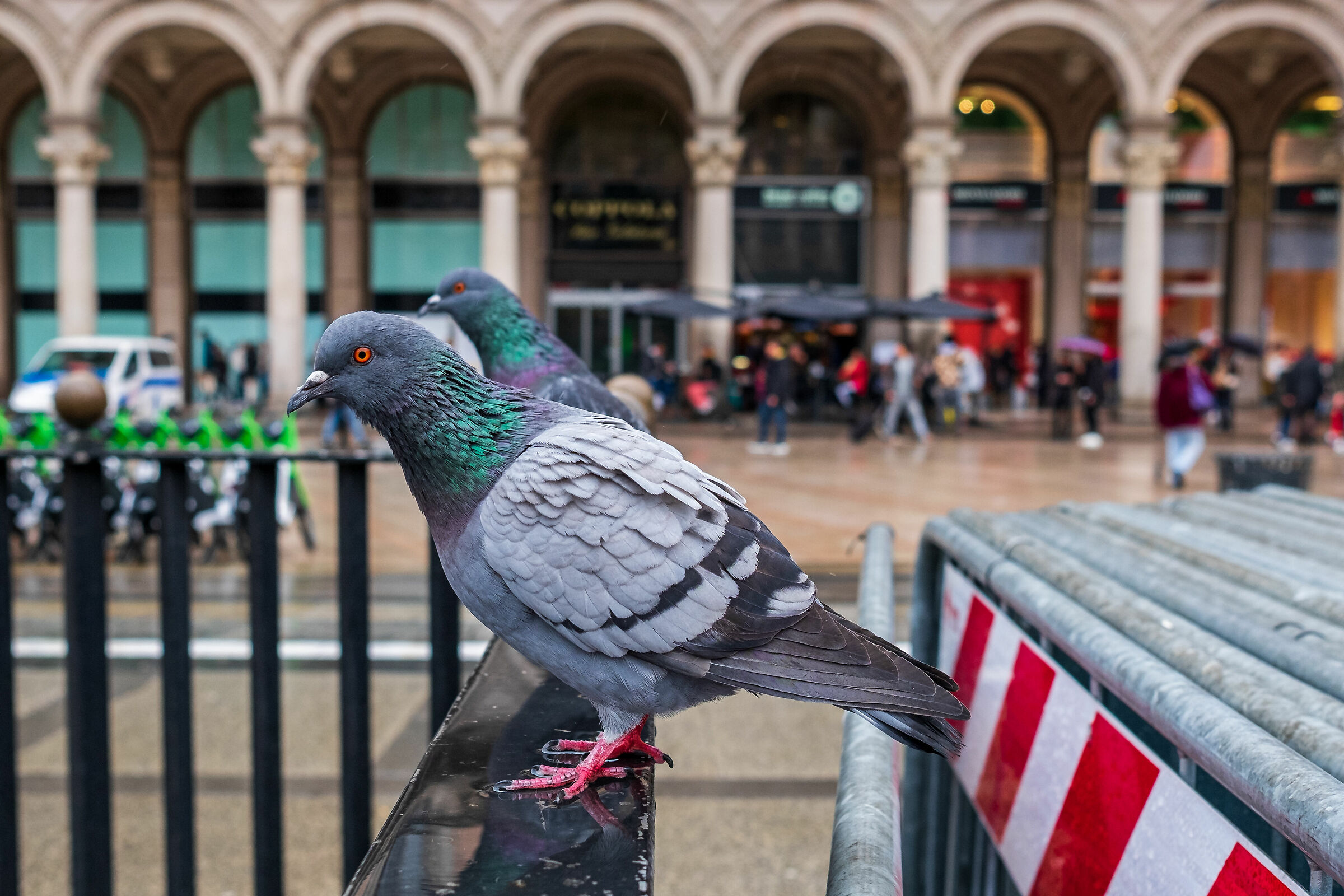 Pigeons - Milan...
