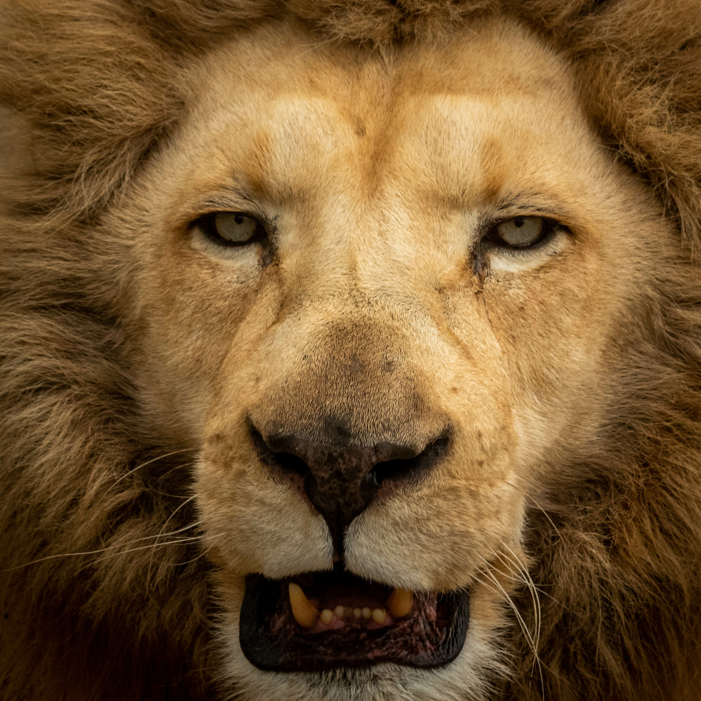 Controlled enviroments - Panthera Leo portrait "Abu"...