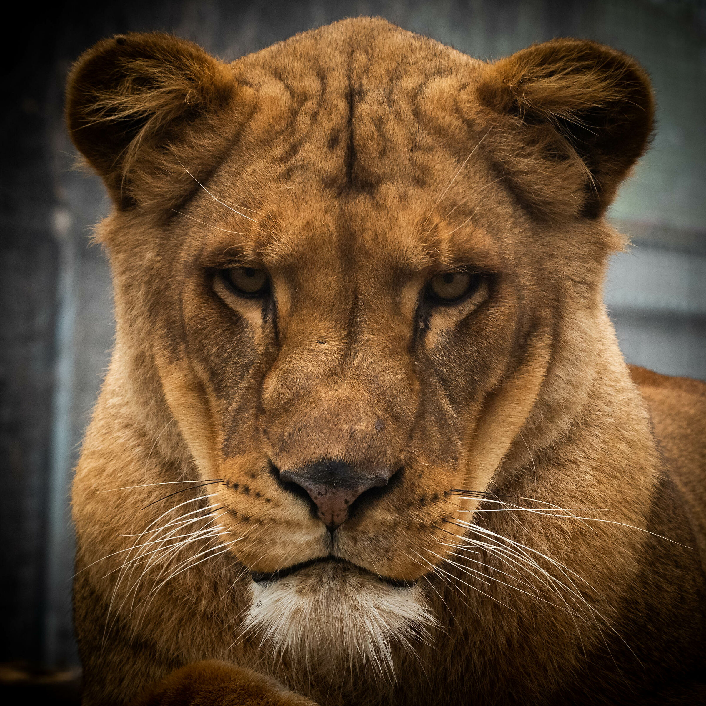 Controlled enviroments - Panthera Leo portrait ...