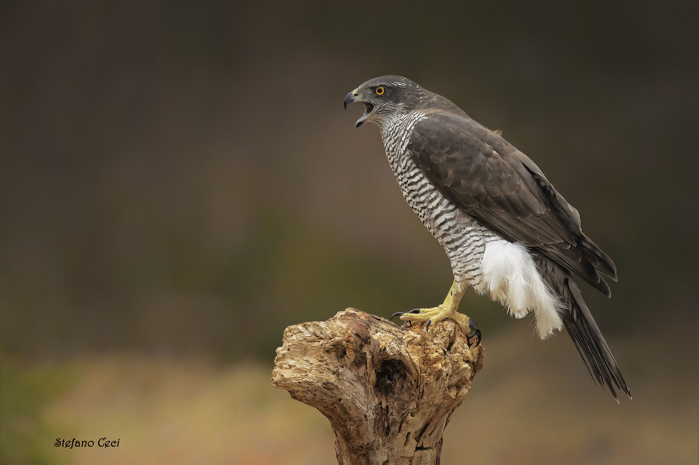 Goshawk...