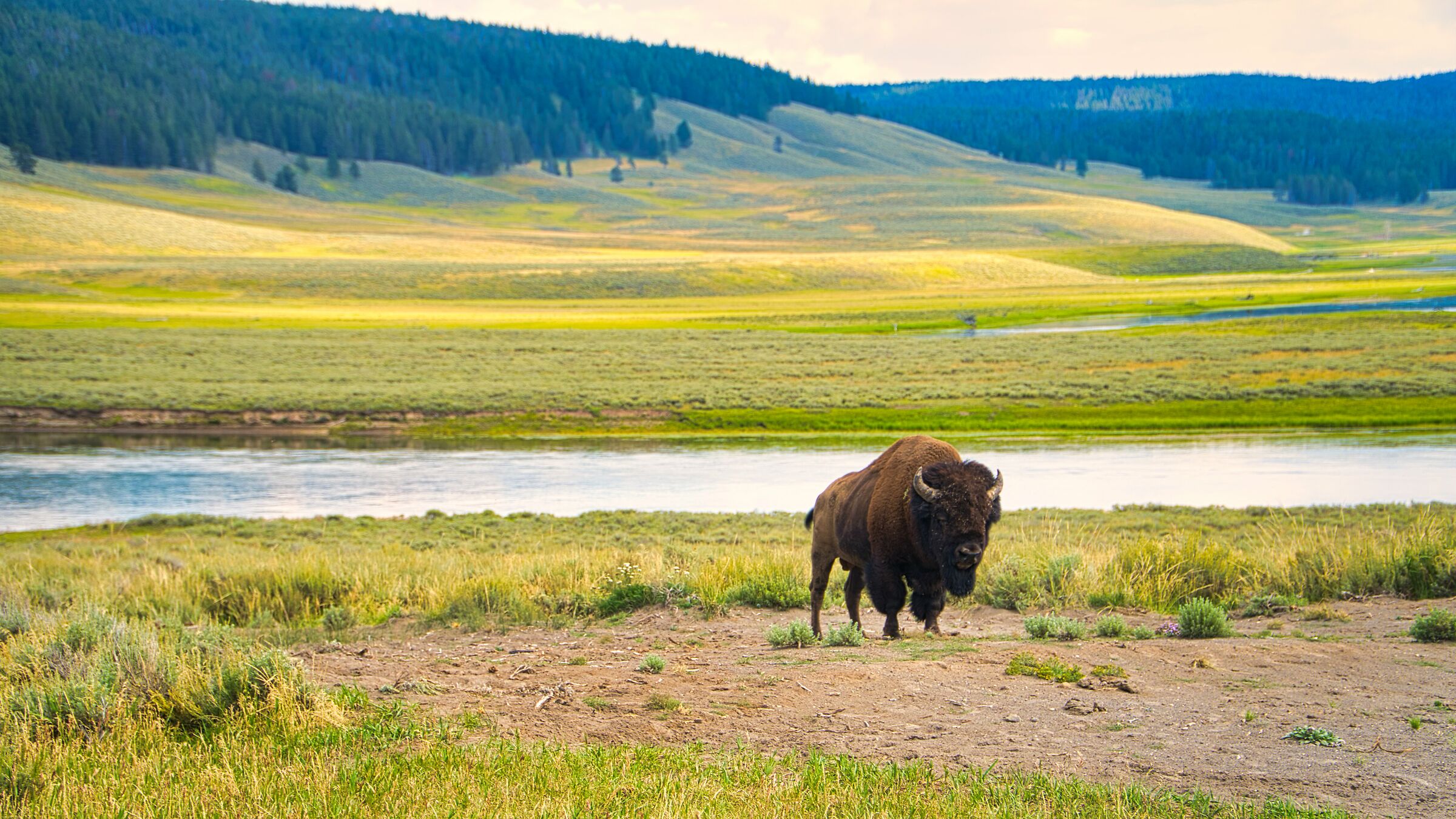 Bison a Yellowstone...