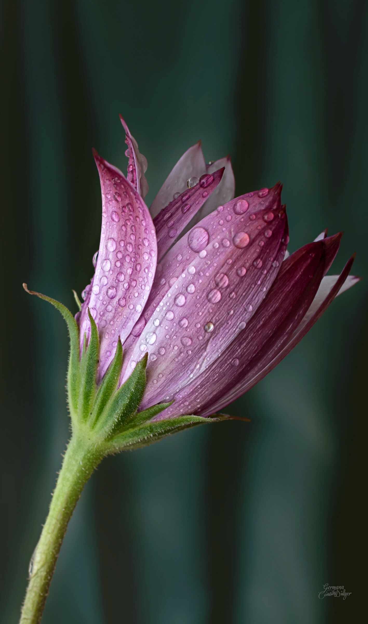 African daisy with droplets ...