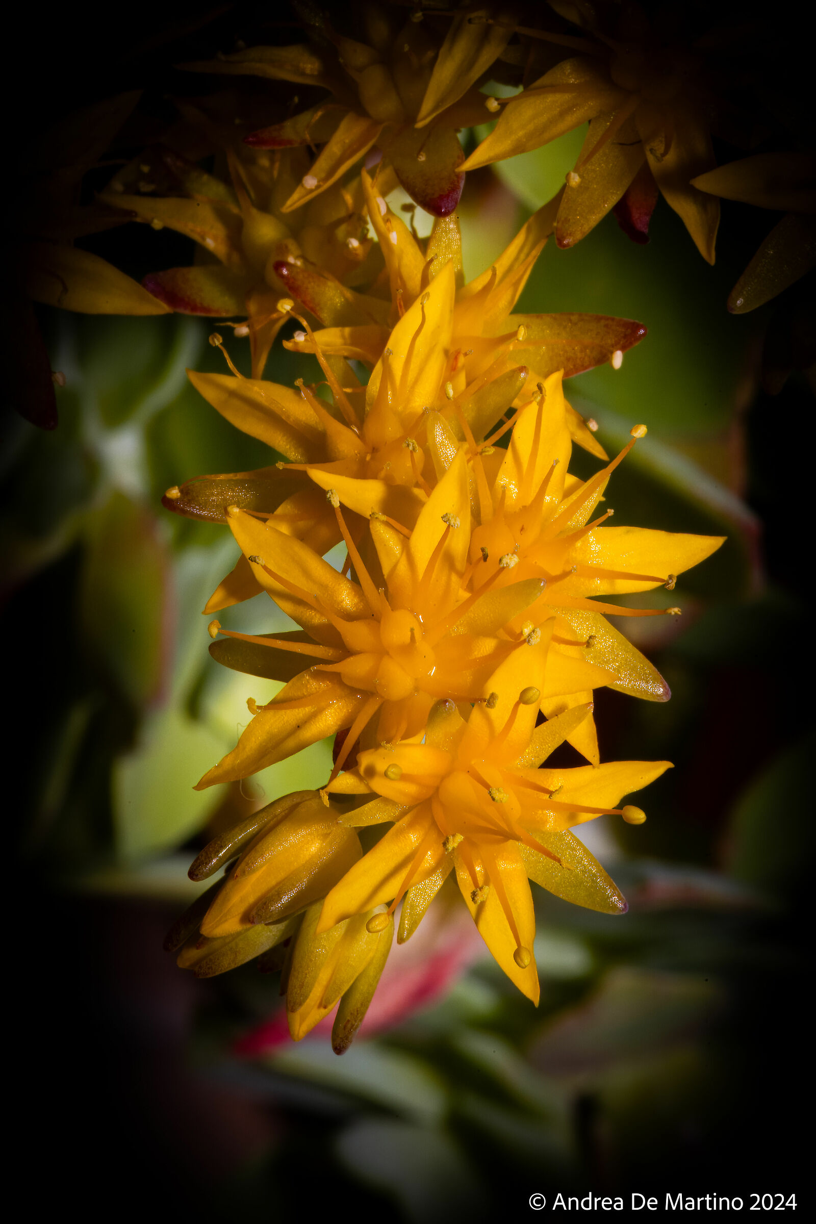 Star-flowered crassula...