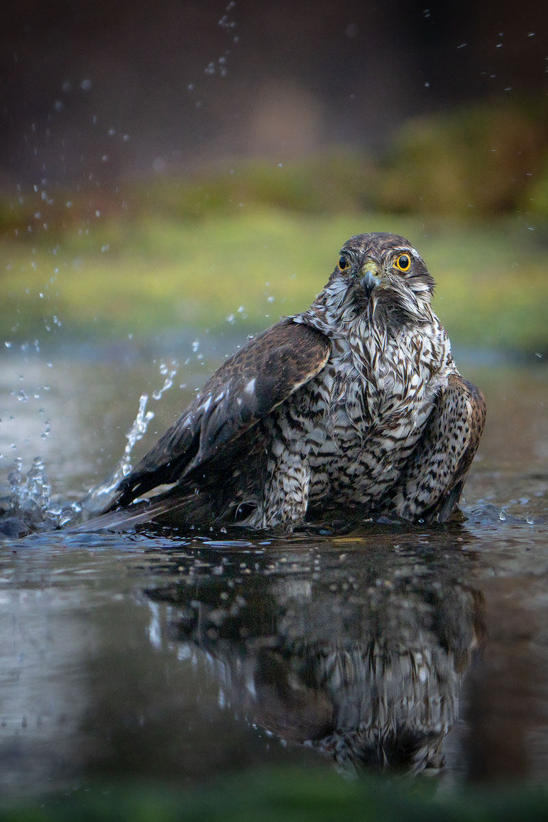 Wet Sparrowhawk...