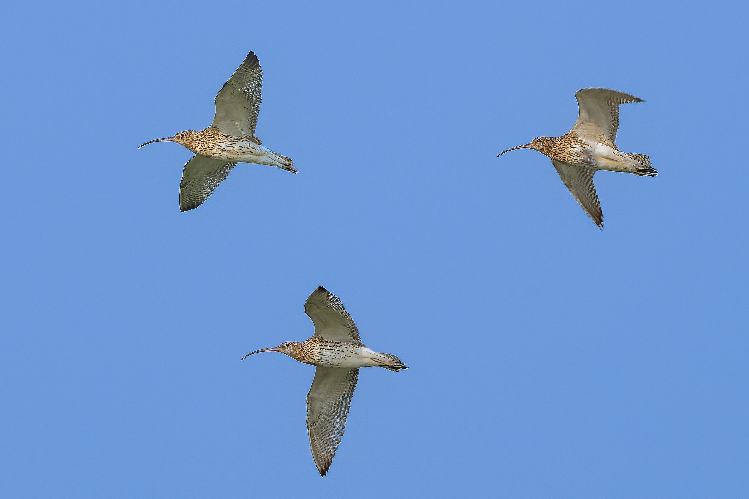 Small flock of Curlew...