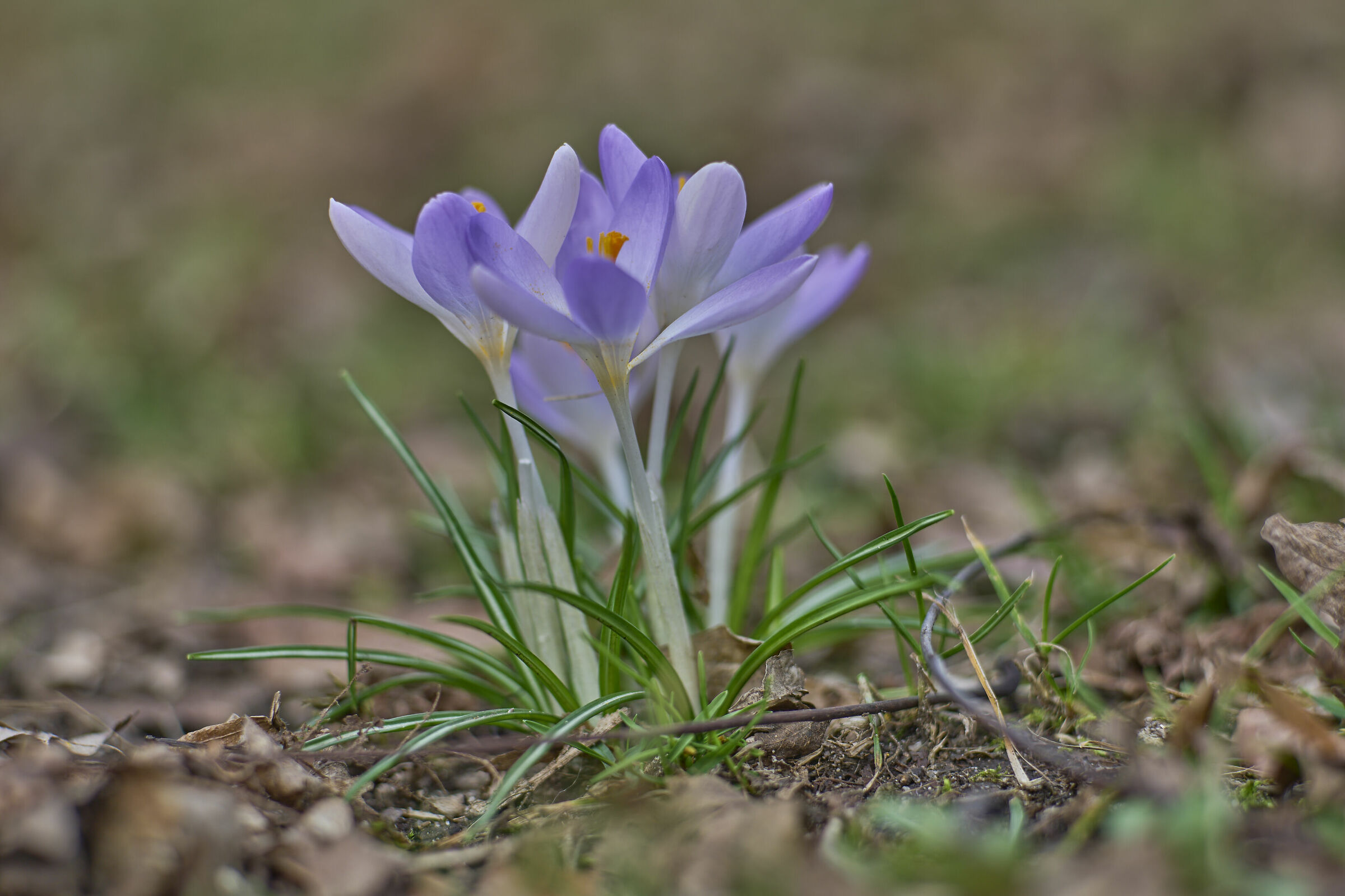 The first crocuses are here :-)...