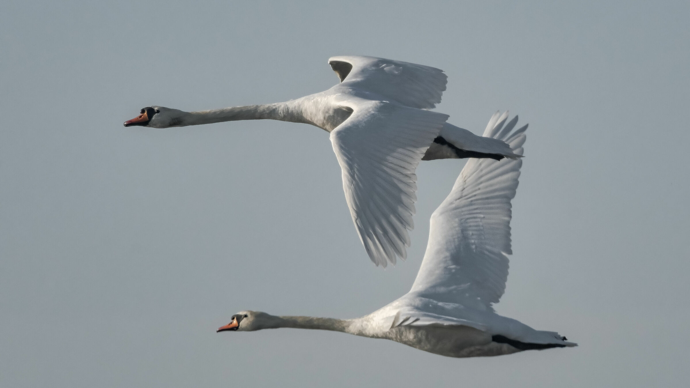 Cygnus olor...