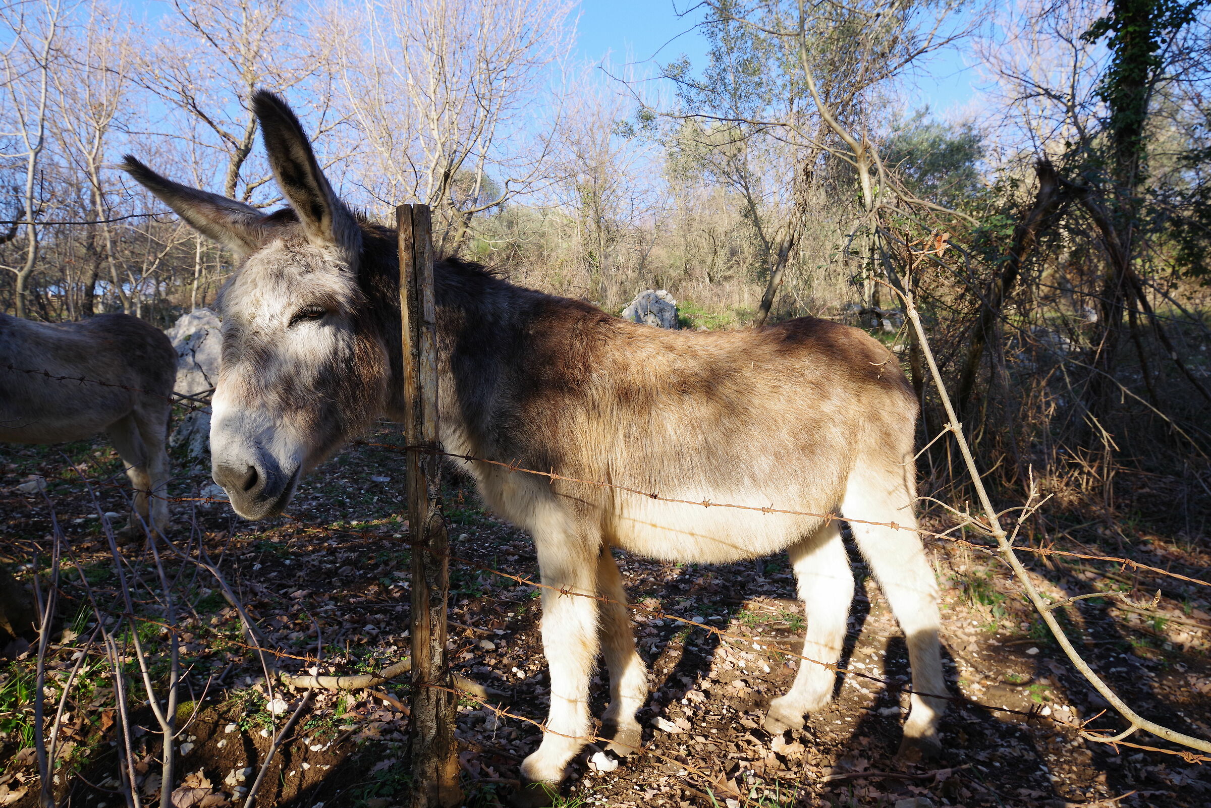 Donkey of the Lepini Mountains...