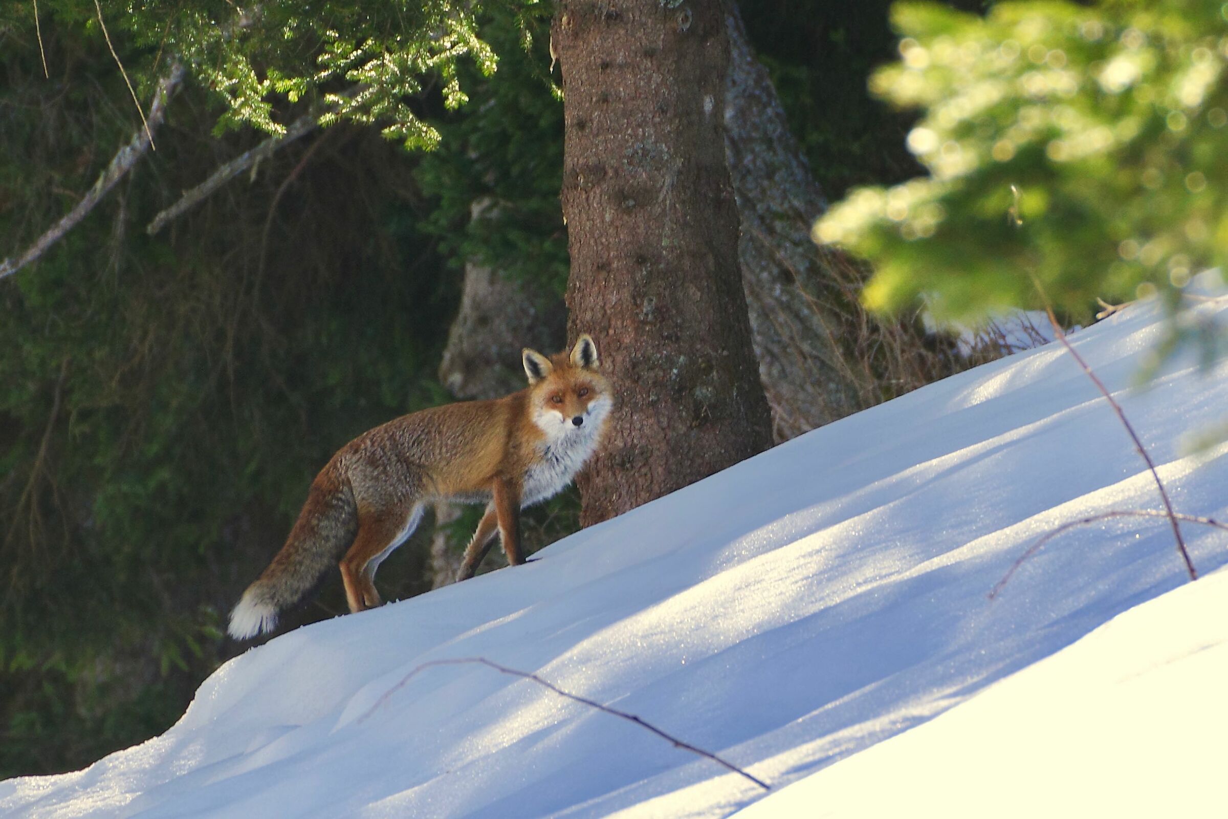 Curious Fox...
