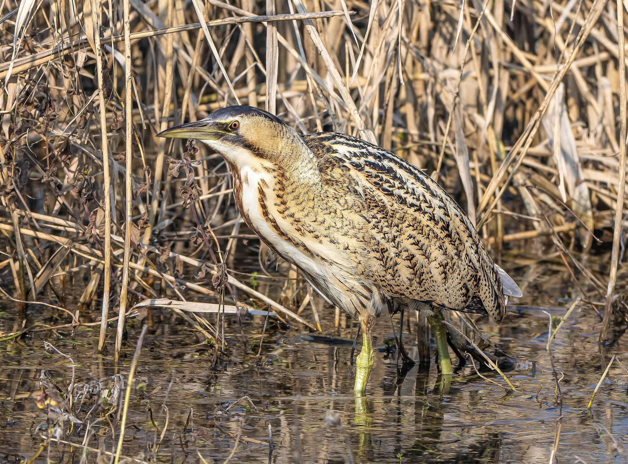 It's out of the reeds! Bittern...