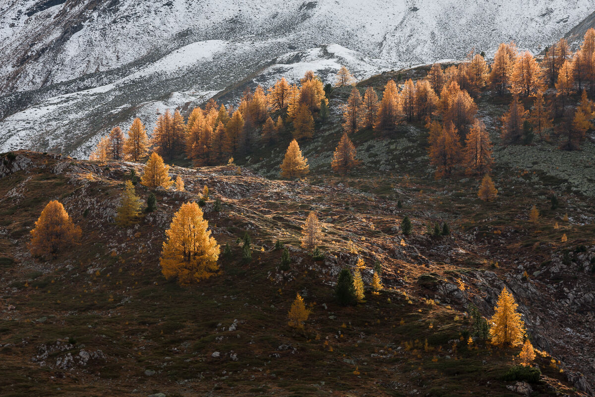 The larches and the first snow ......