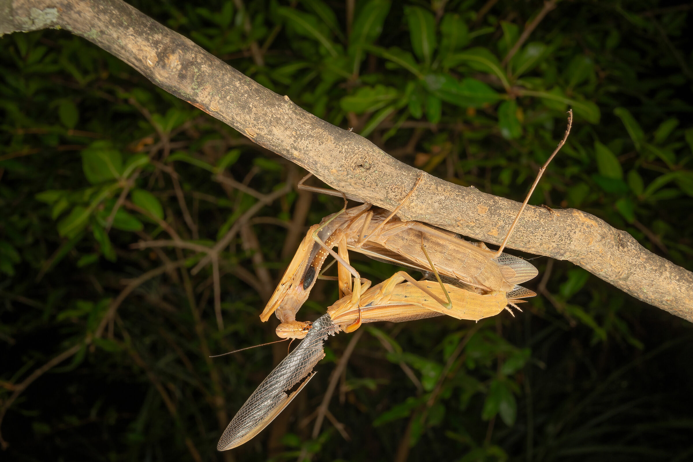 The mating of the mantis, 9...