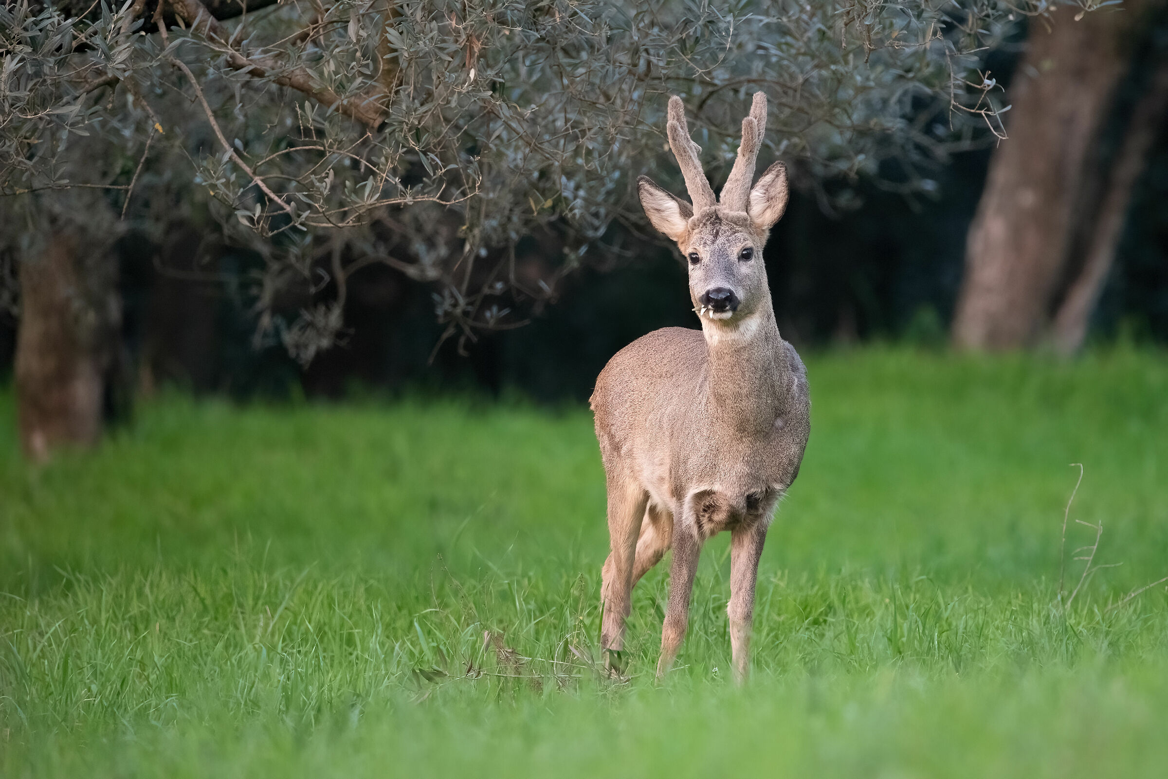 Roe deer m. in velvet (Tuscany-February 2024)...