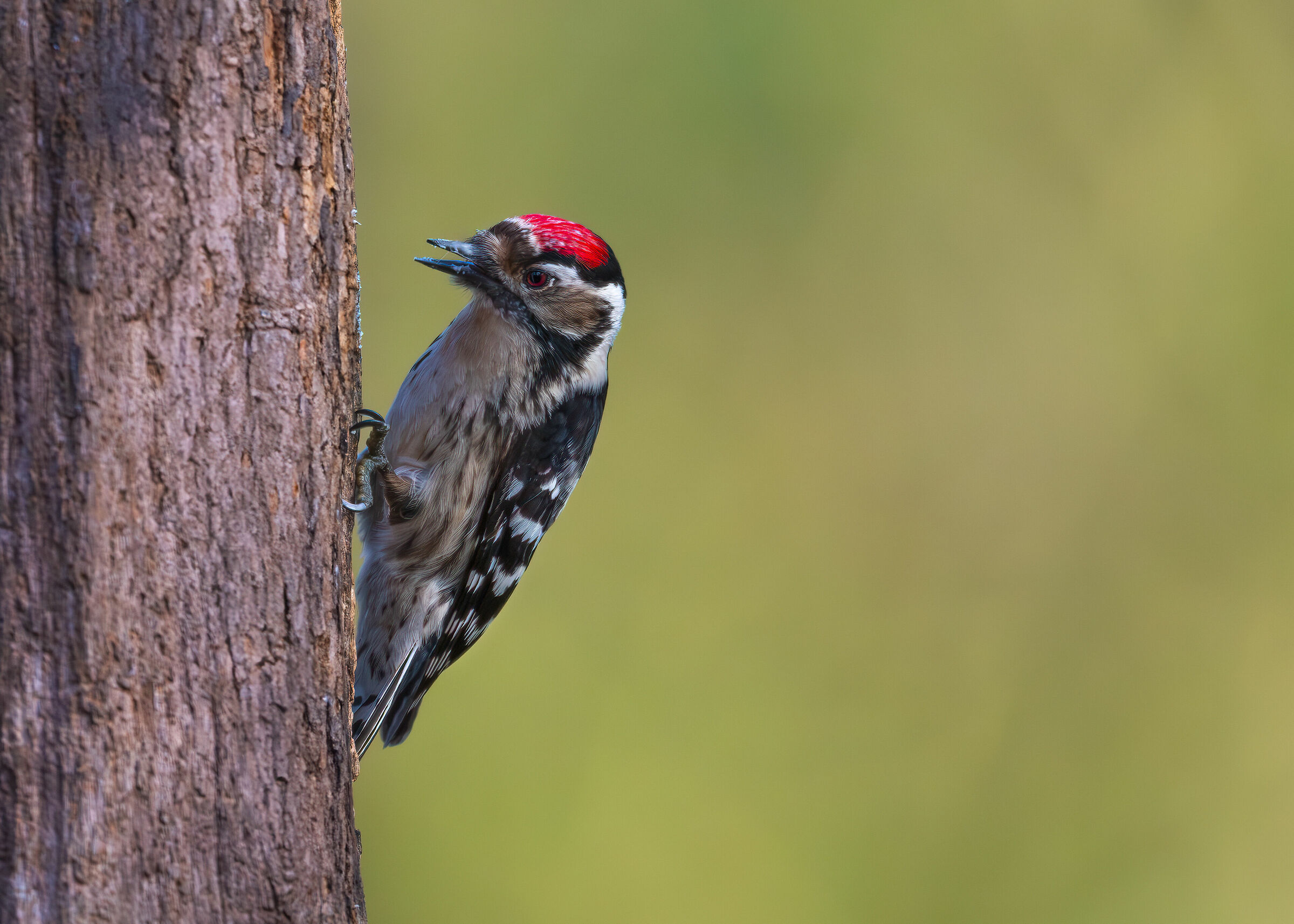 Lesser Spotted Woodpecker ?...