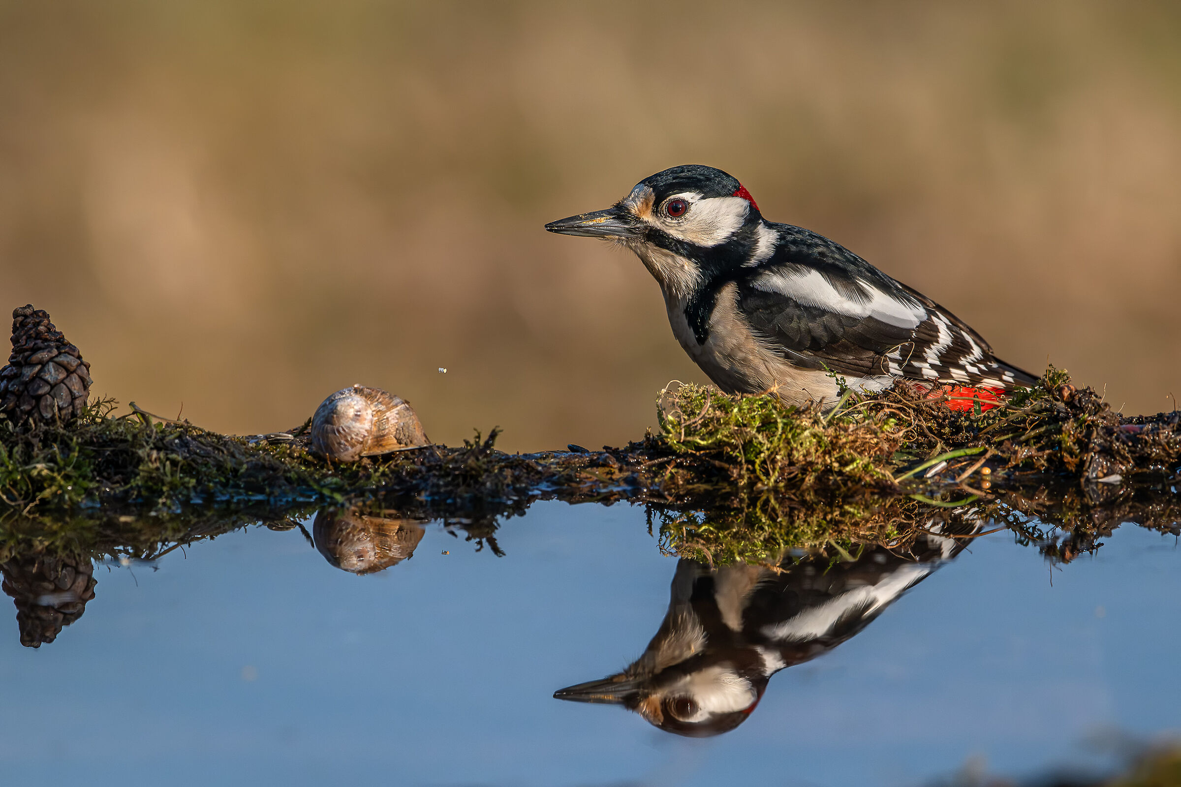Spotted woodpecker...
