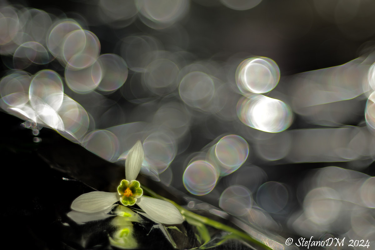 Snowdrop (with Bubbles)...