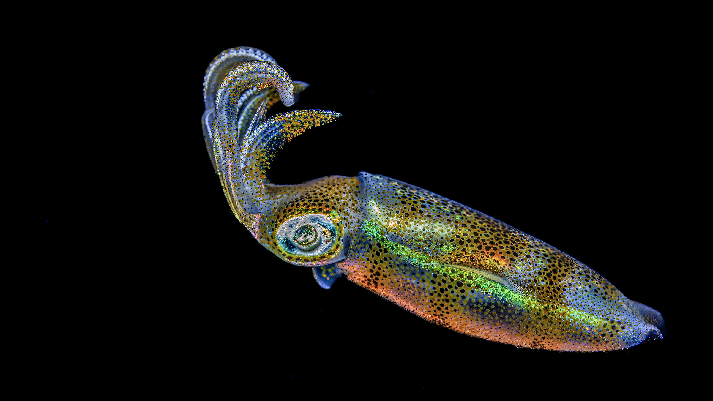 squid  Janao bay , Philippines...