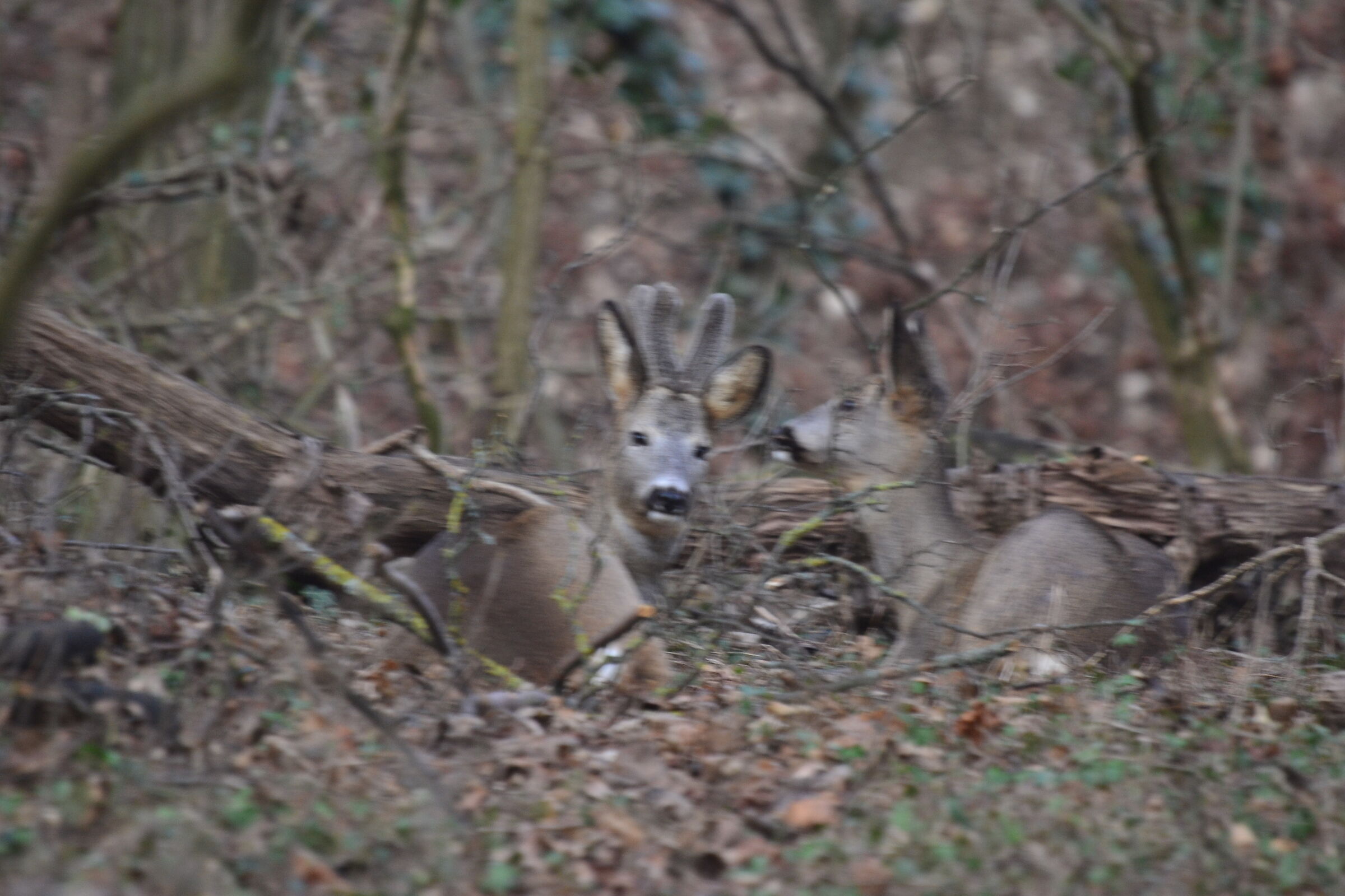 Couple of roe deer in the forest at home...