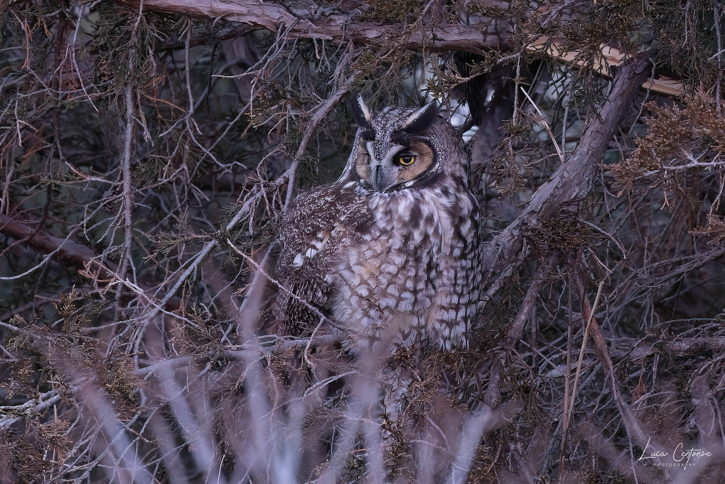 Long-Eared Owl (Asio Otus)...