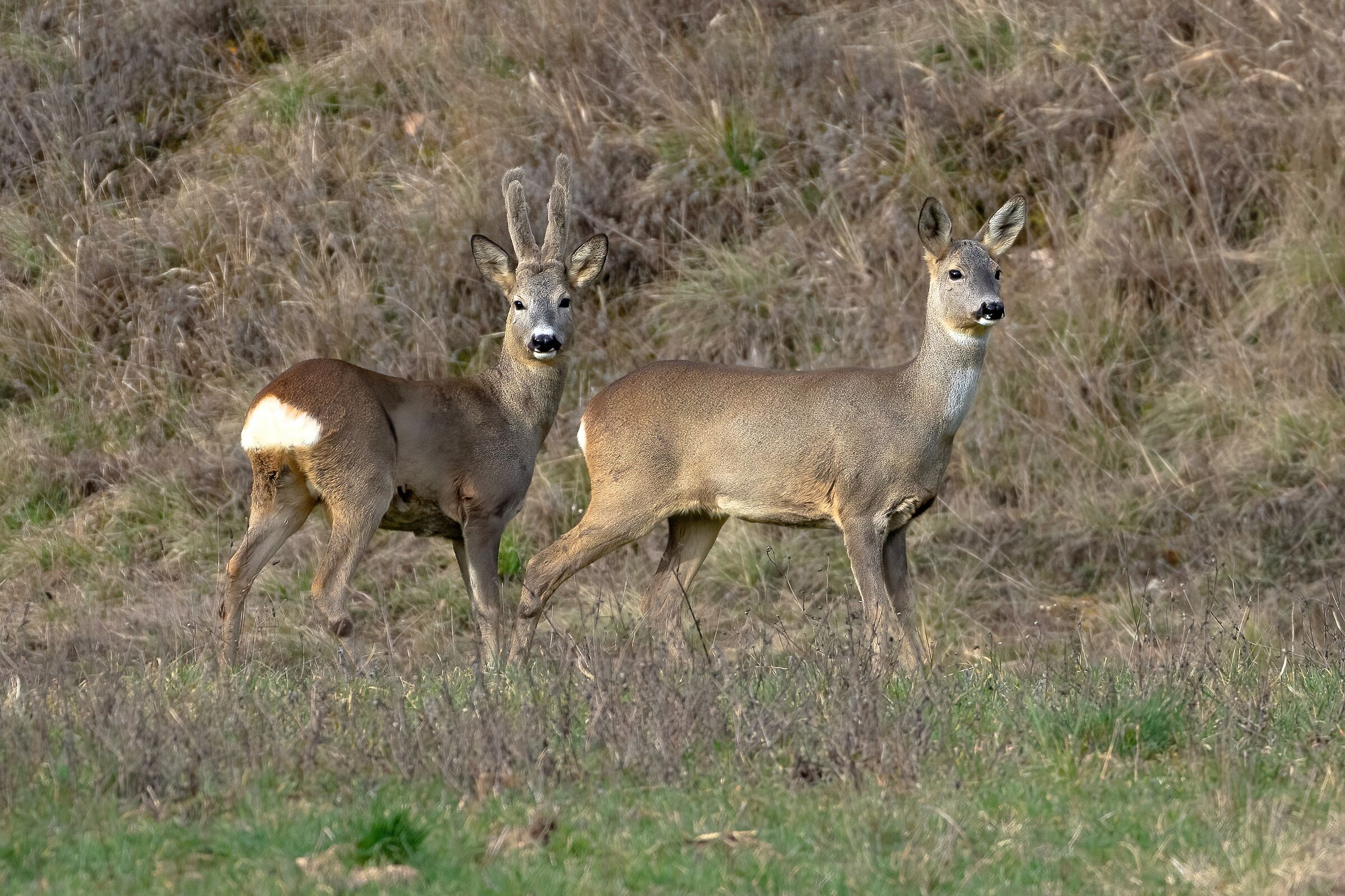 A Beautiful Couple of Roe Deer (Him in Velvet)...