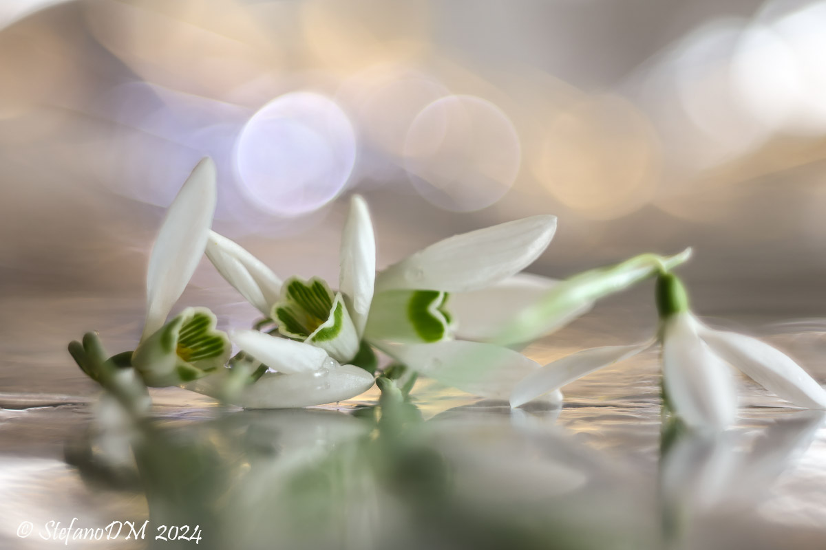 Snowdrops, other tests I believe at f8...
