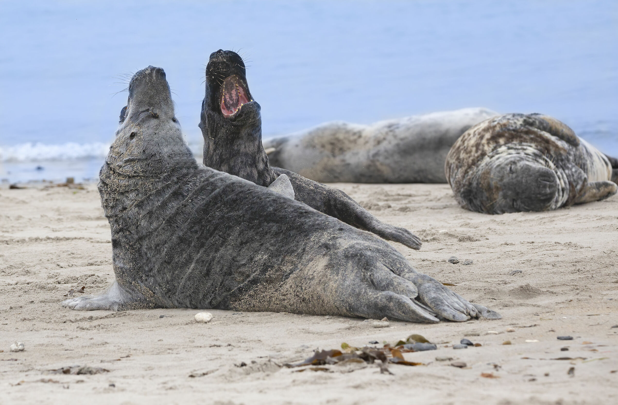 battaglia tra foche grigie...