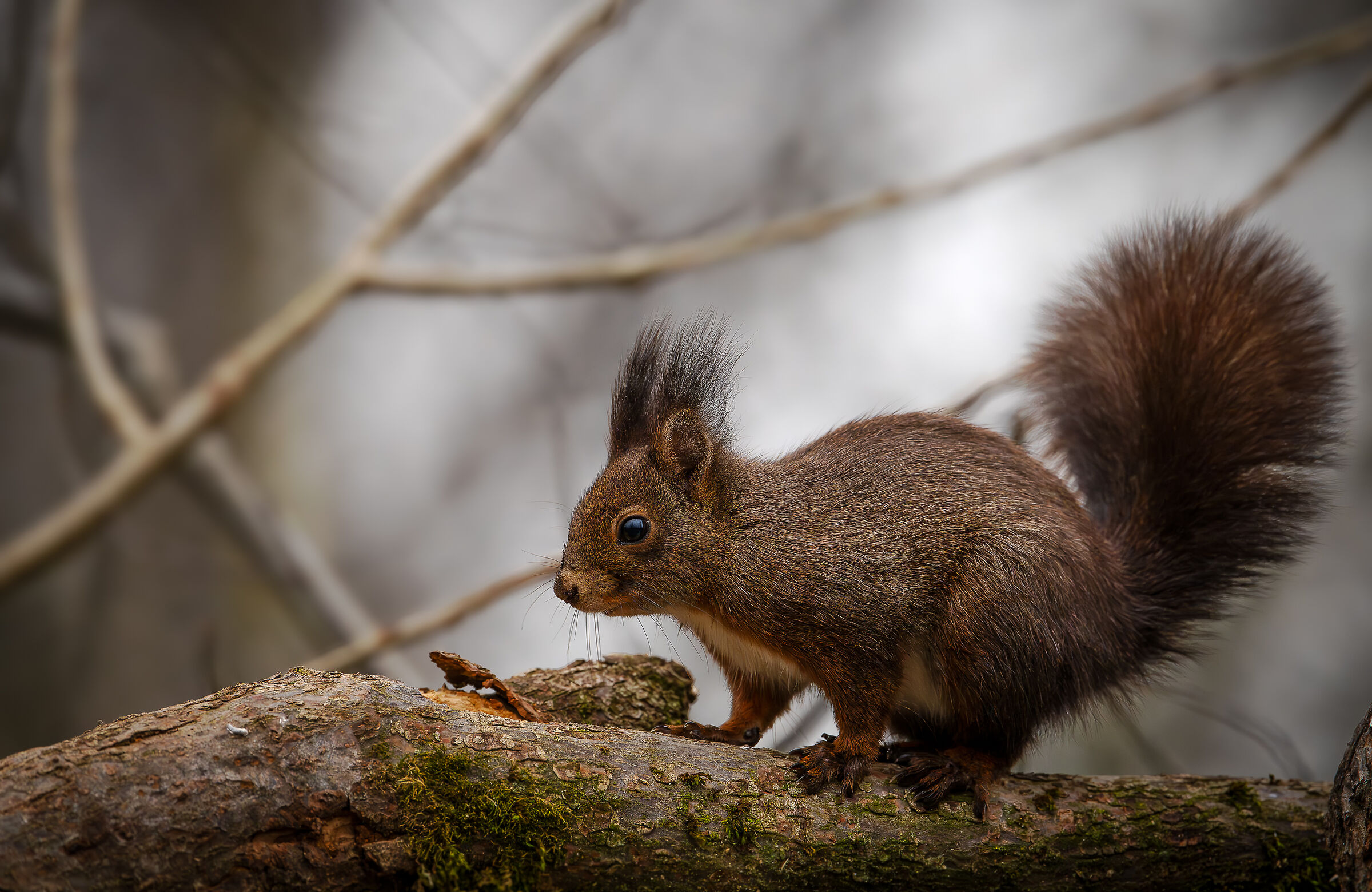 Red Squirrel...