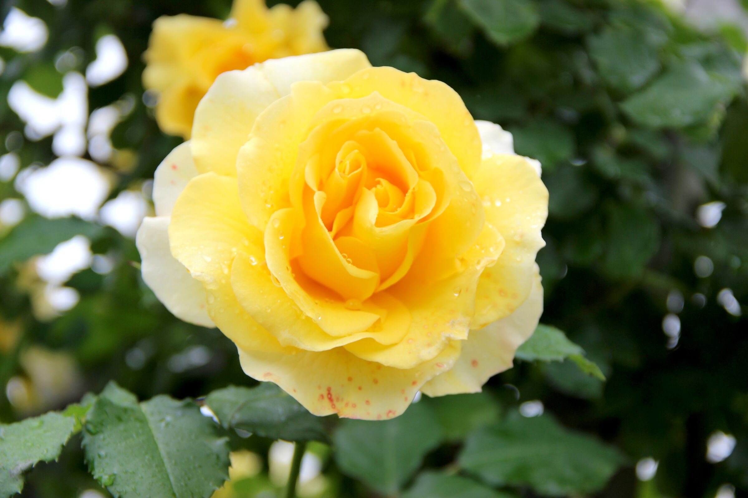 Yellow Rose........