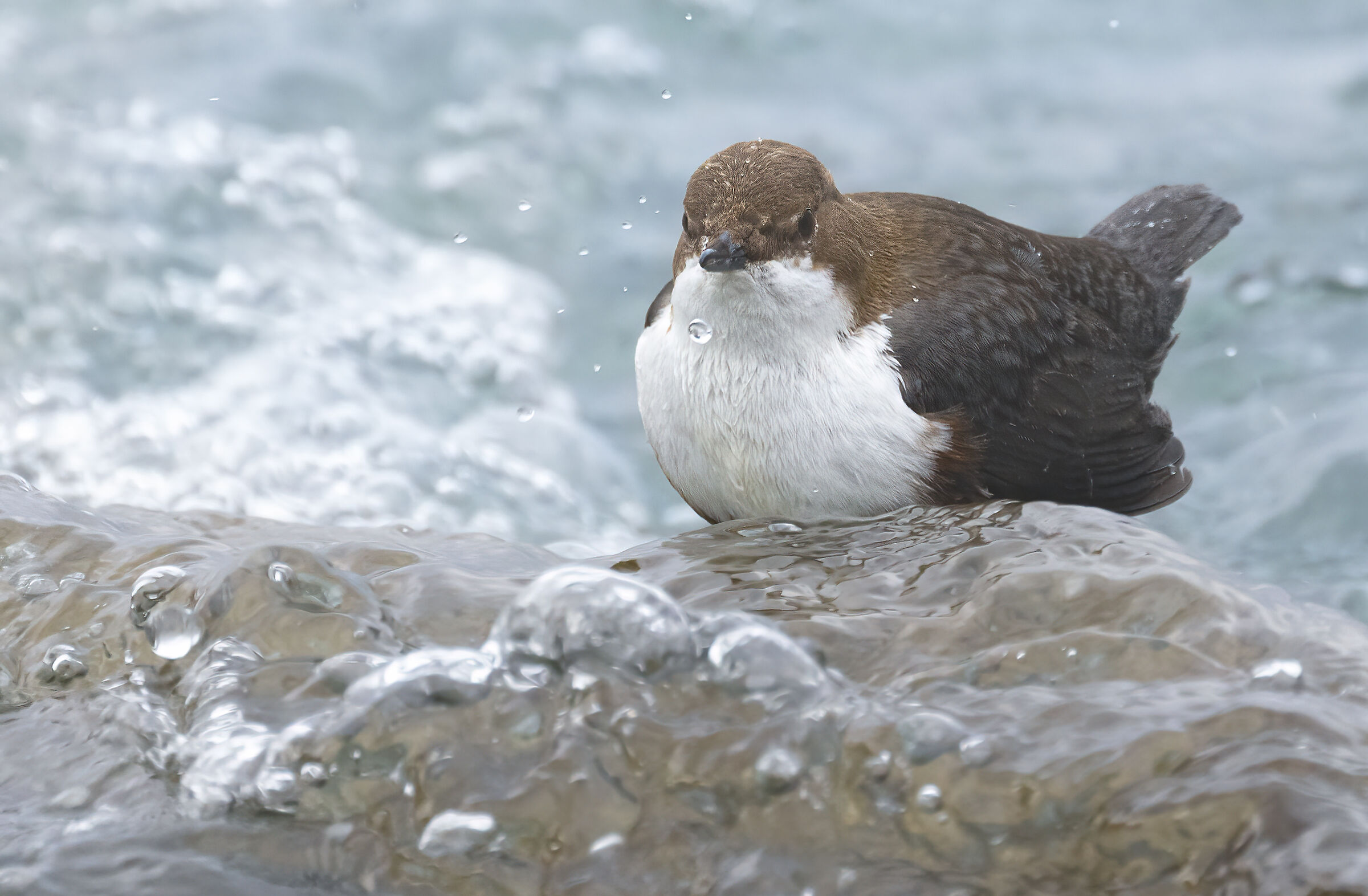 Above the waterfall, dipper...