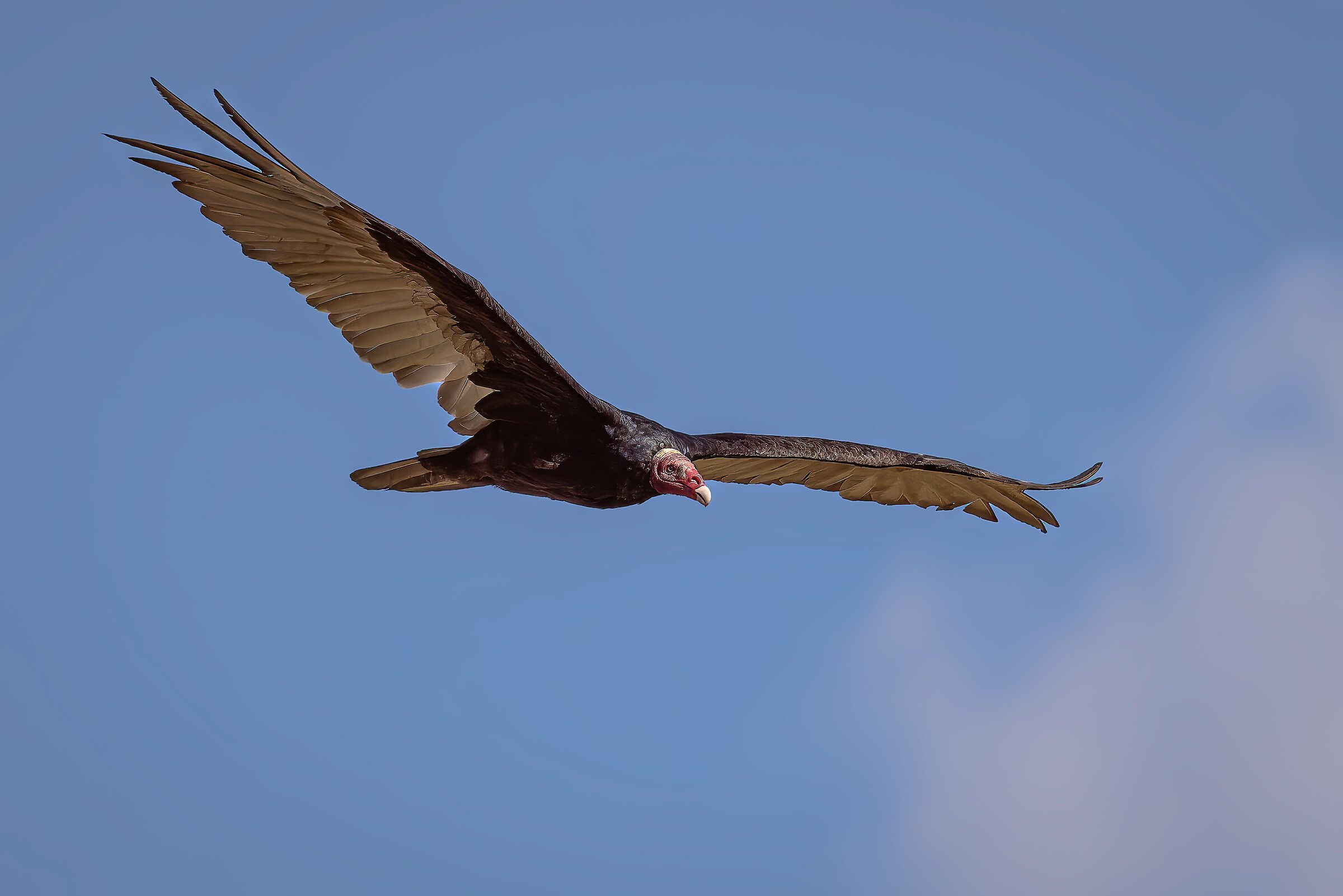 Red-necked vulture...