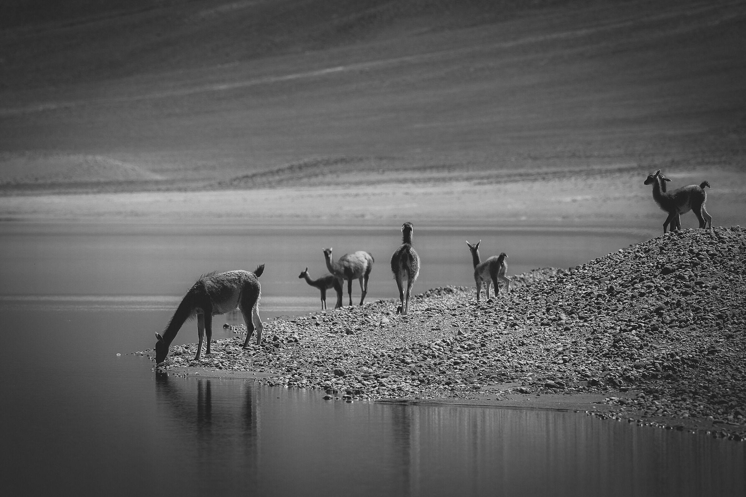 Guanacos in the lagoon...