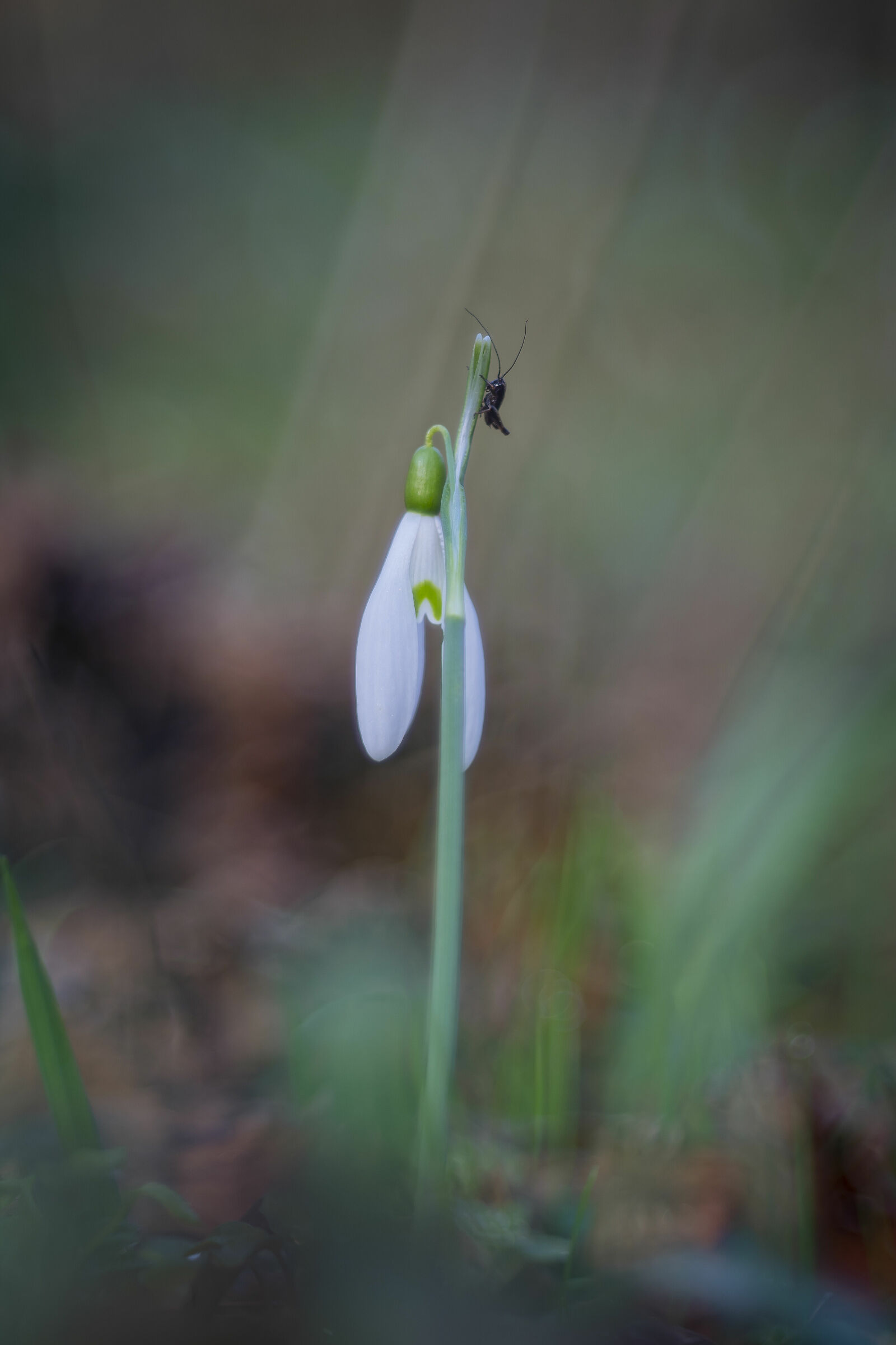 Snowdrop with guest...