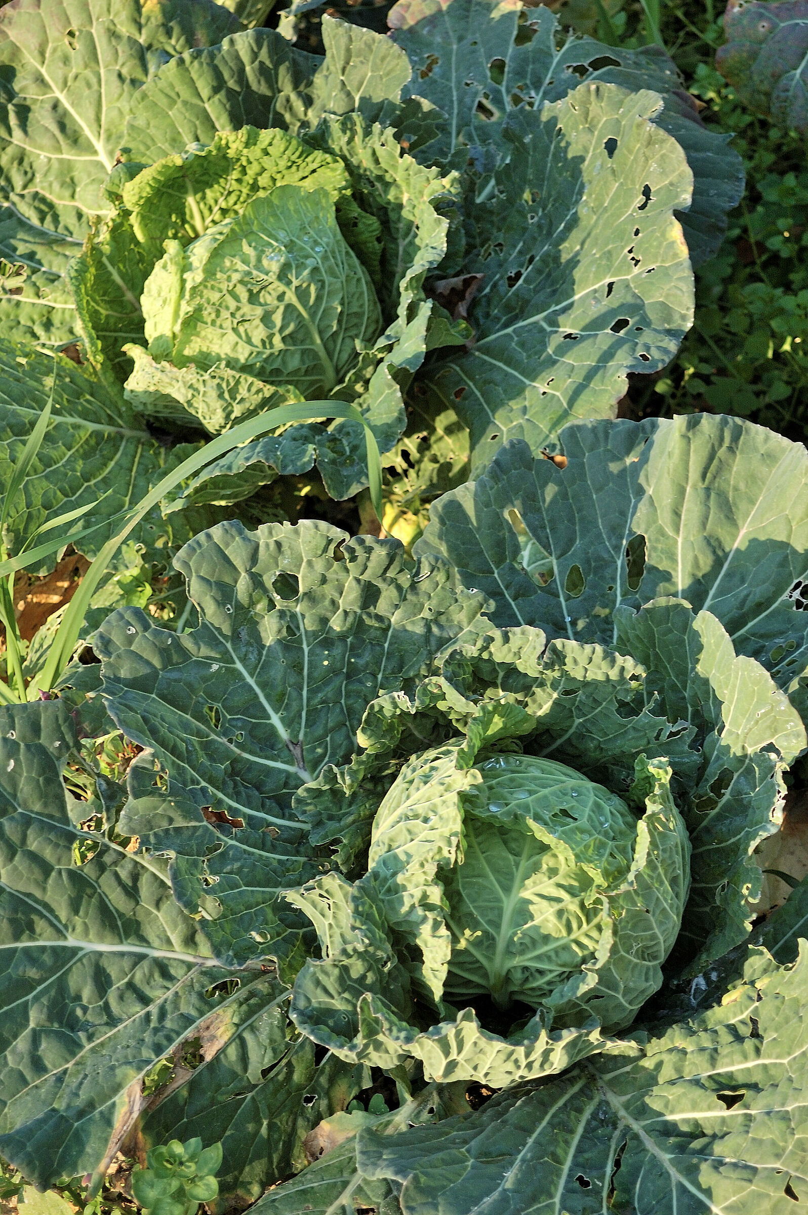 And what the hell... Savoy cabbage!!...