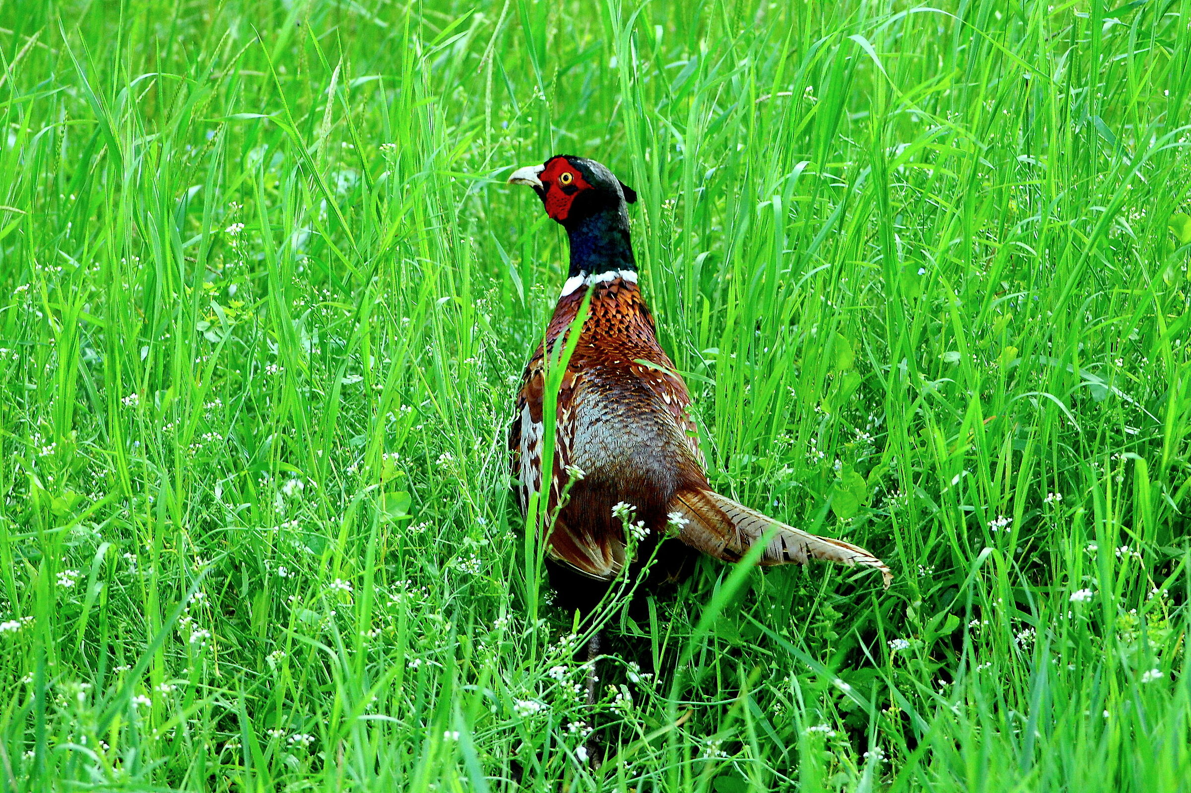 common pheasant...